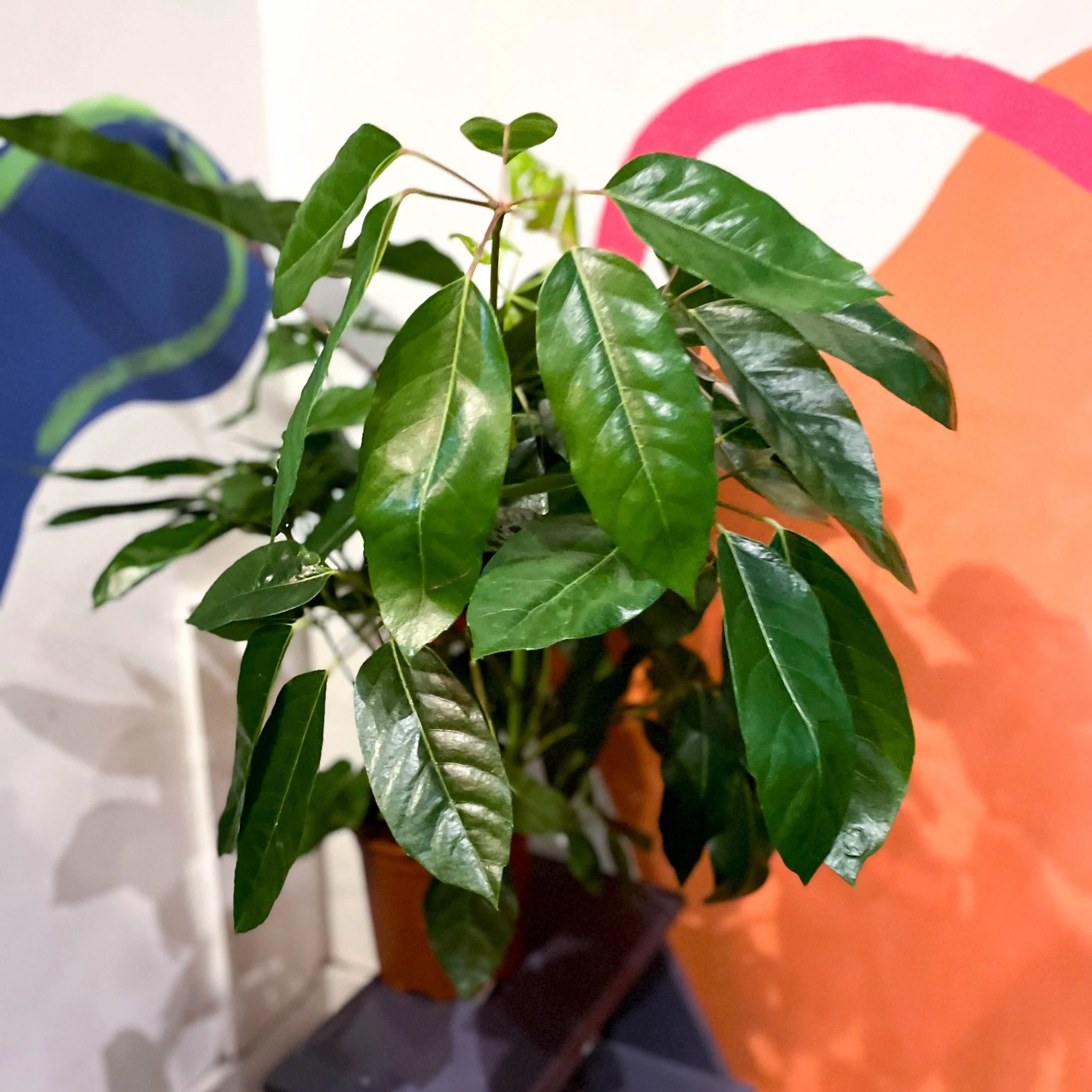 Umbrella Tree - Schefflera actinophylla 'Amate' - Image 4