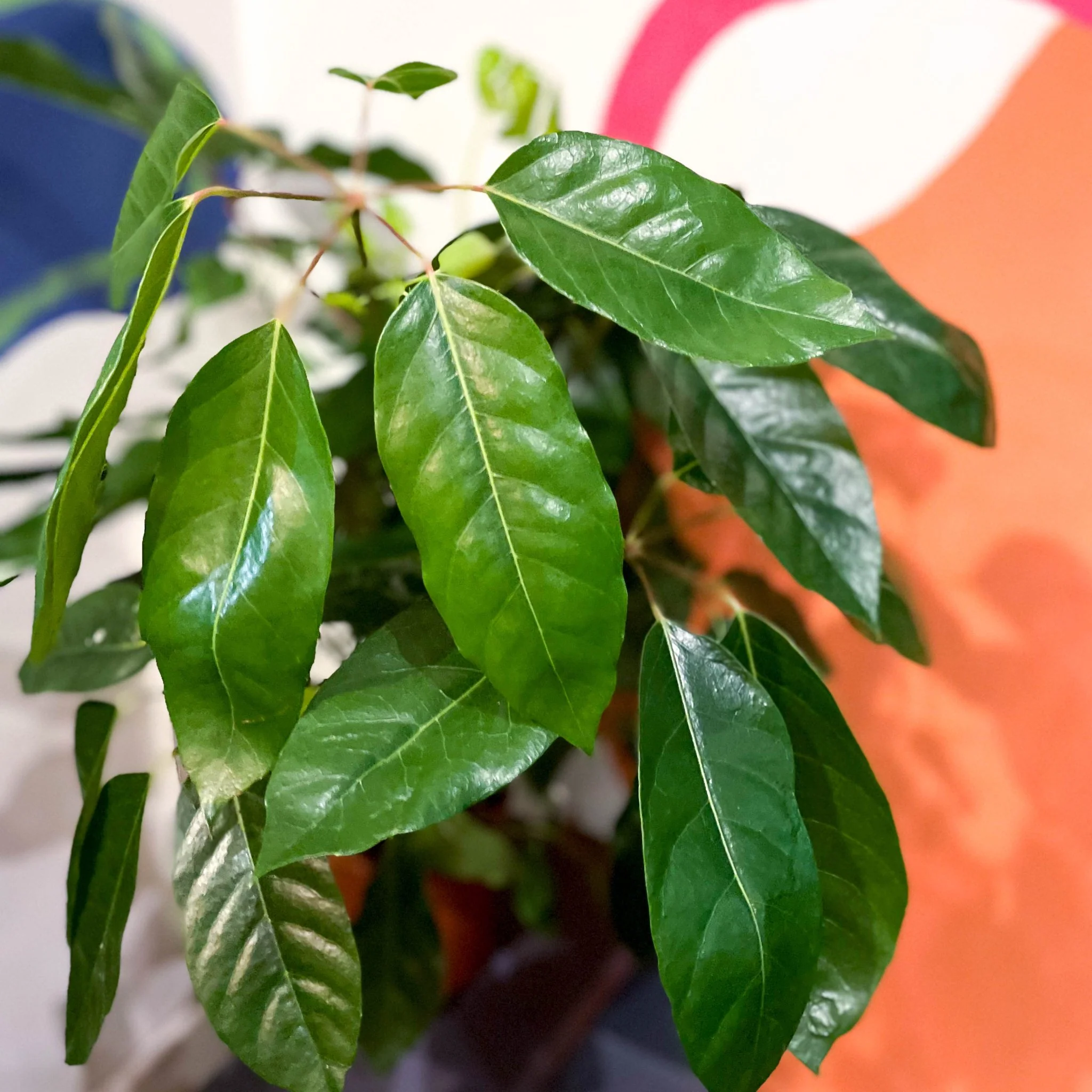 Umbrella Tree - Schefflera actinophylla 'Amate' - Image 5