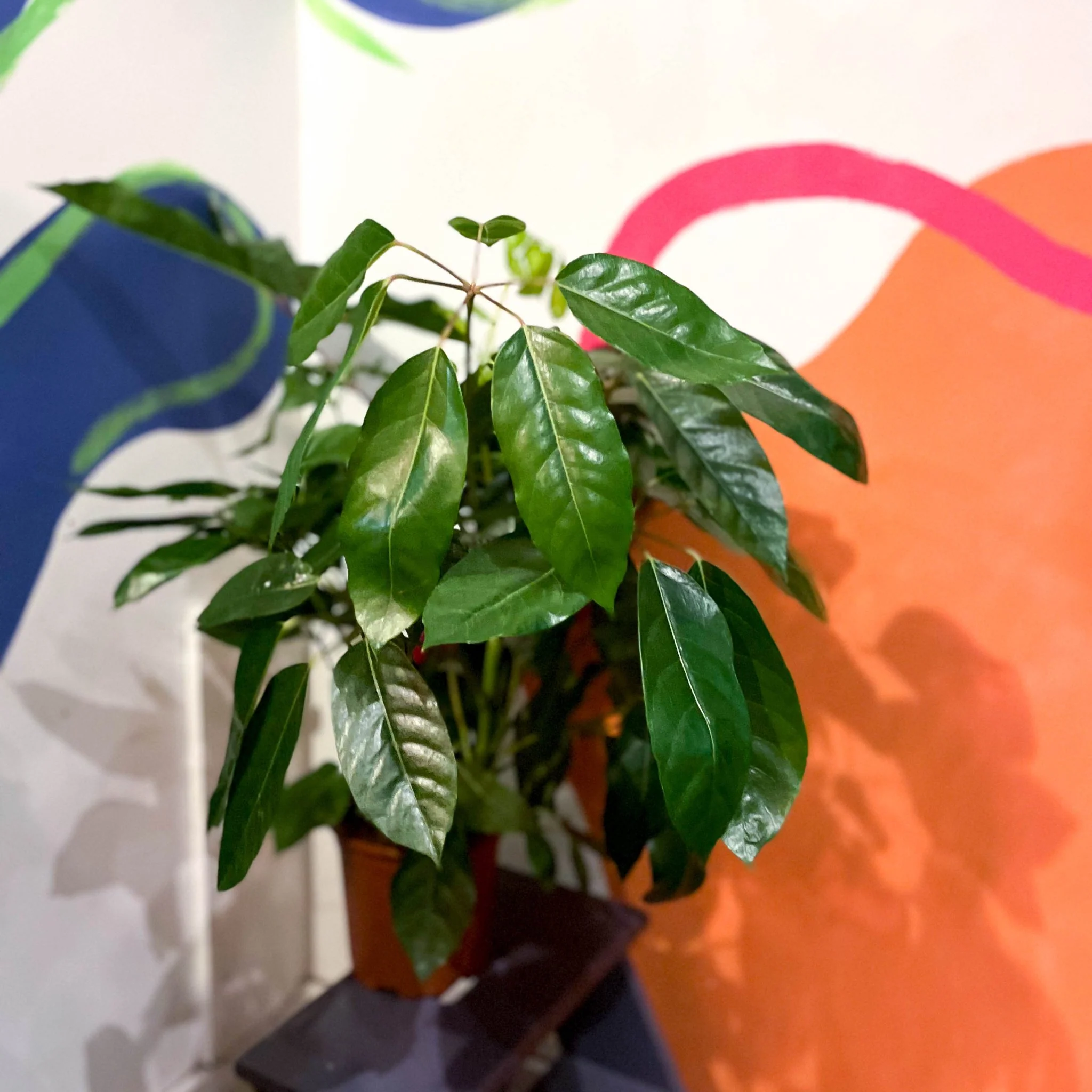 Umbrella Tree - Schefflera actinophylla 'Amate' - Image 6