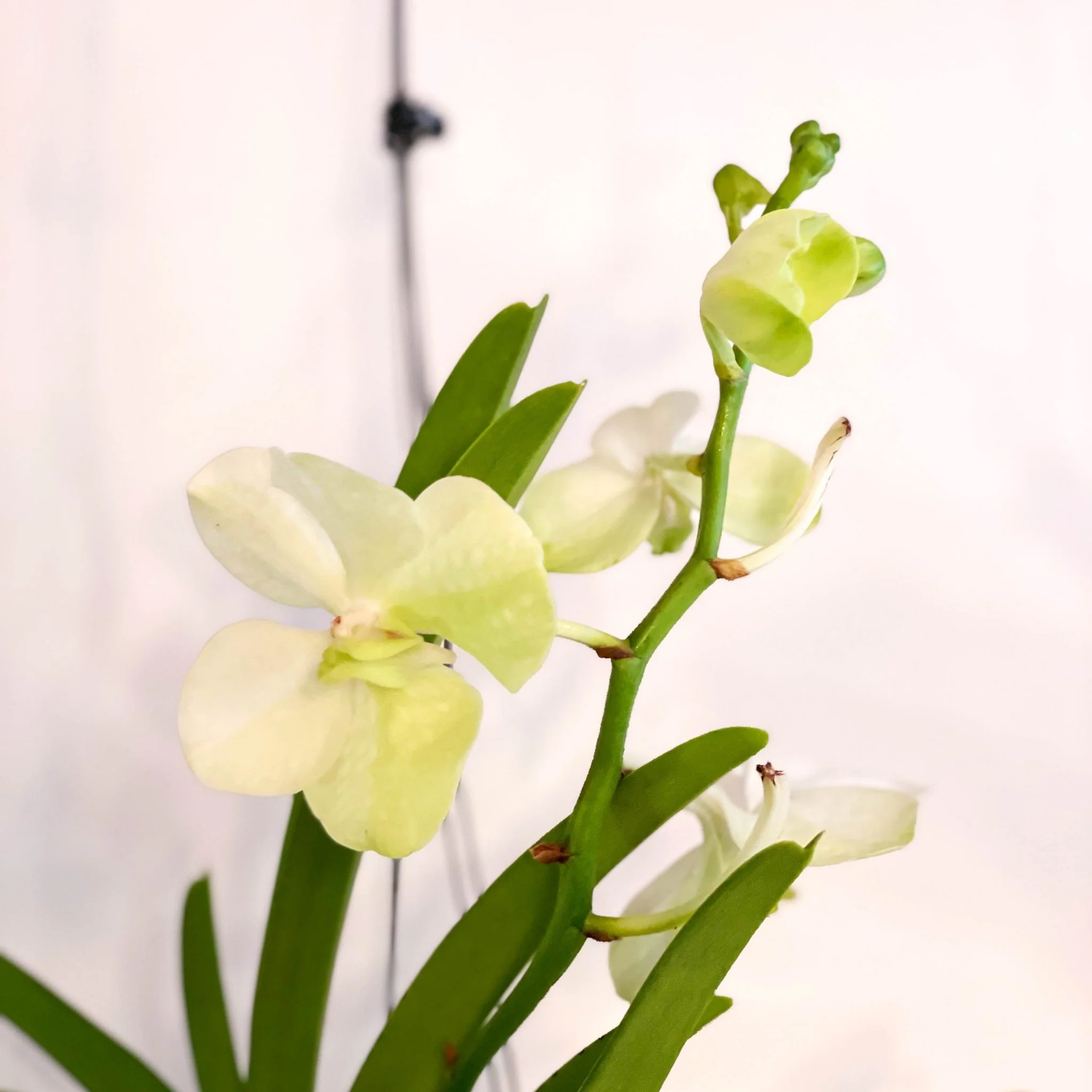 Vanda Orchid - Vandaceous - Image 3