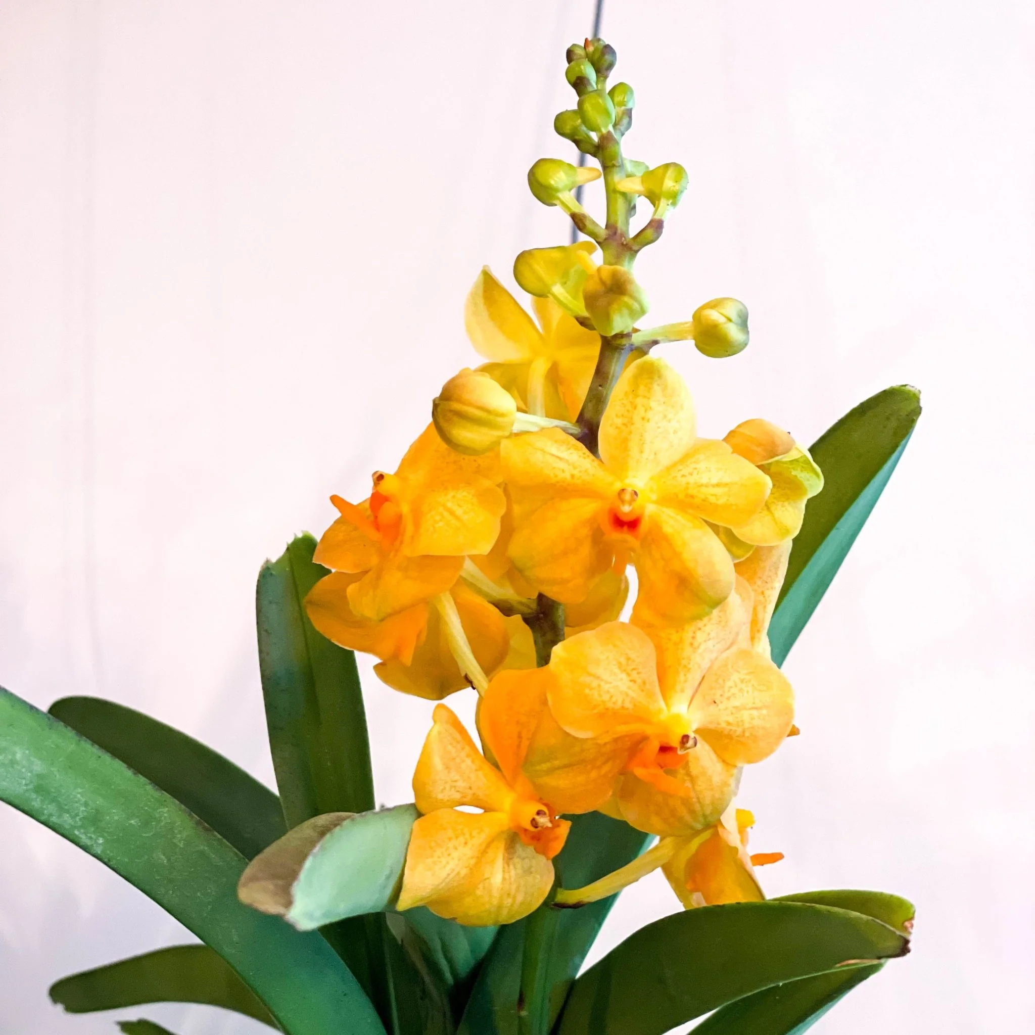 Vanda Orchid - Vandaceous - Image 4
