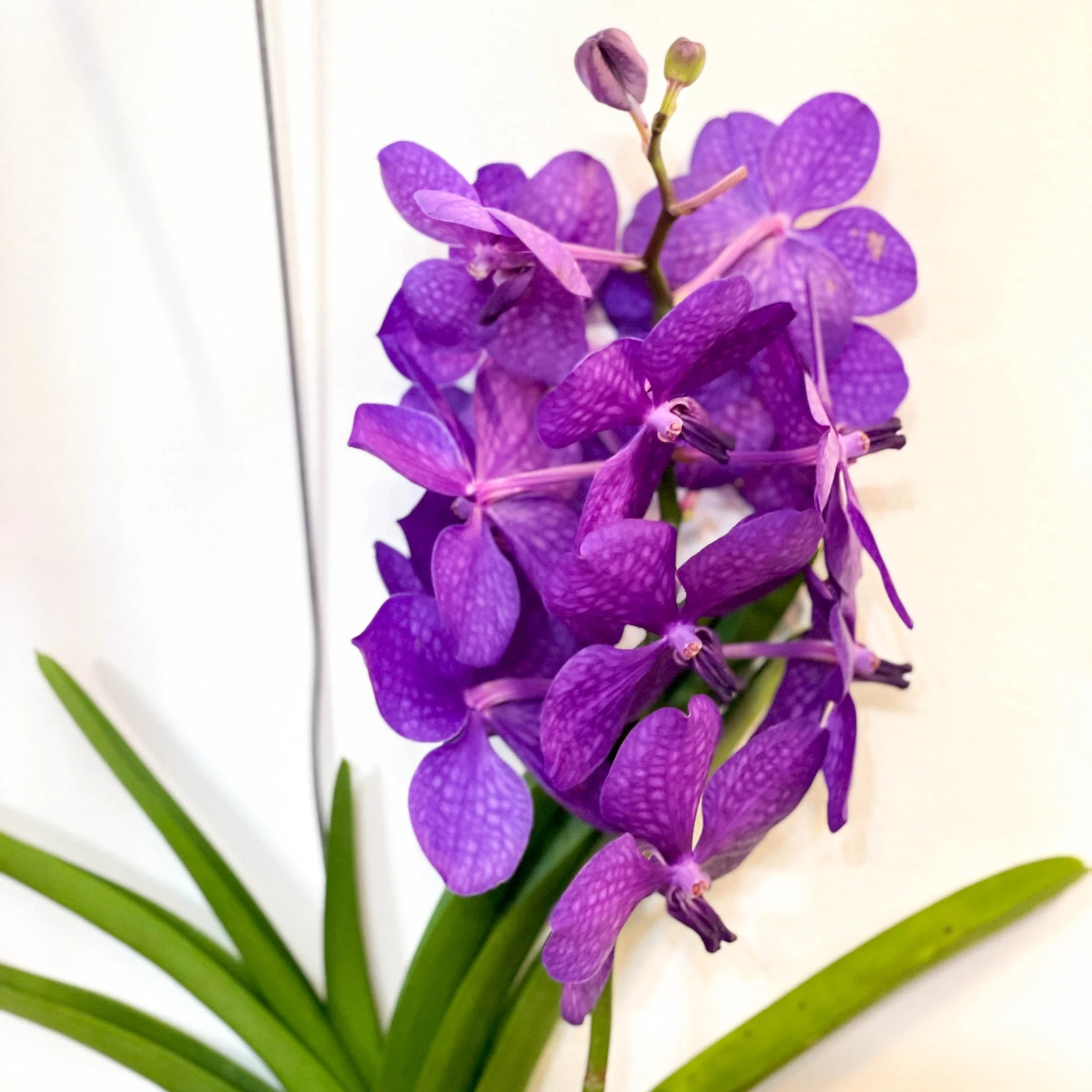 Vanda Orchid - Vandaceous - Image 5