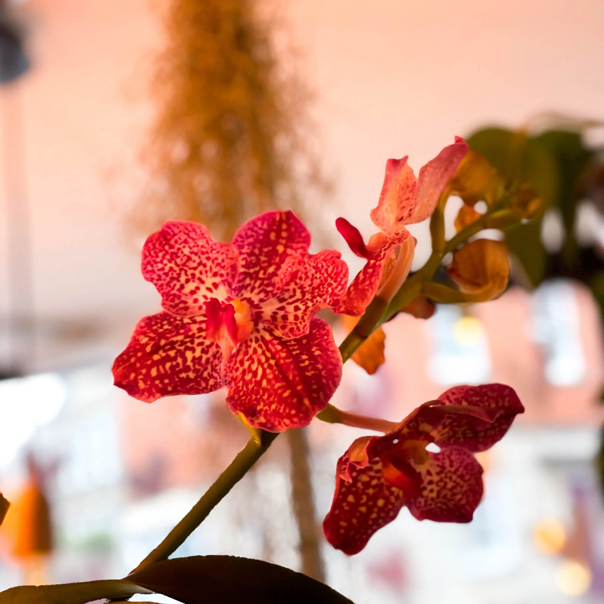 Vanda Orchid - Vandaceous - Image 6
