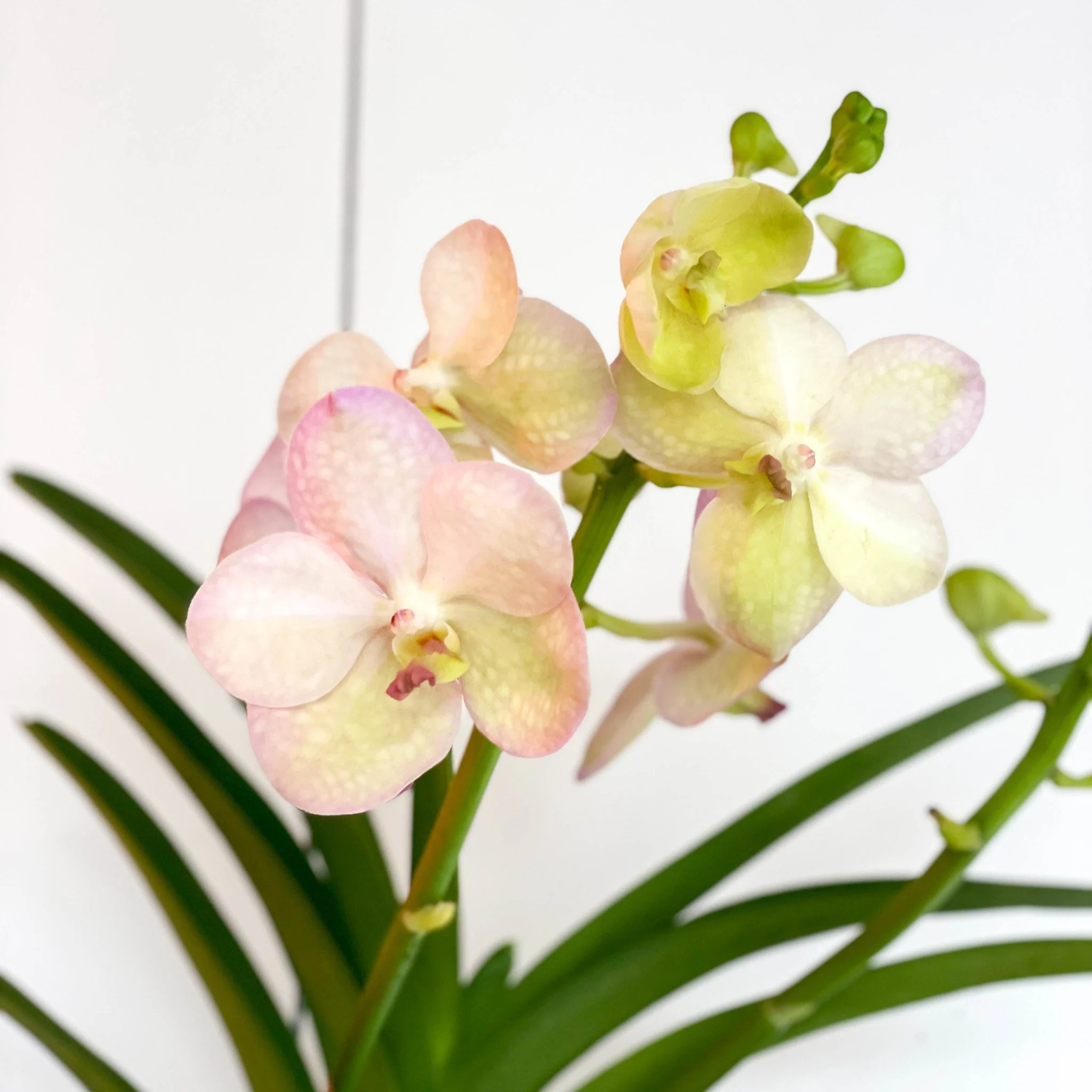 Vanda Orchid - Vandaceous - Image 7