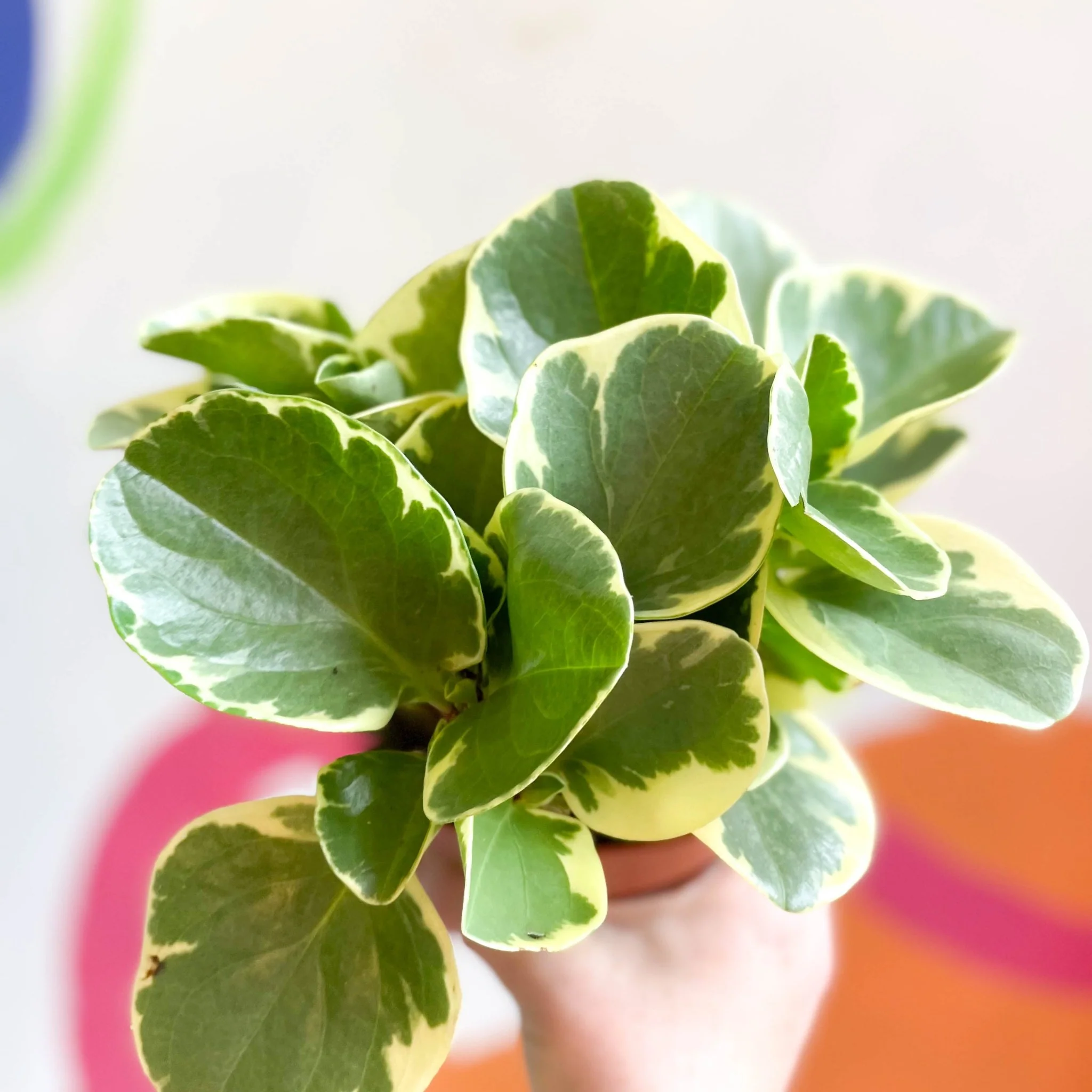 Variegated Baby Rubberplant - Peperomia obtusifolia `Variegata' - Image 3