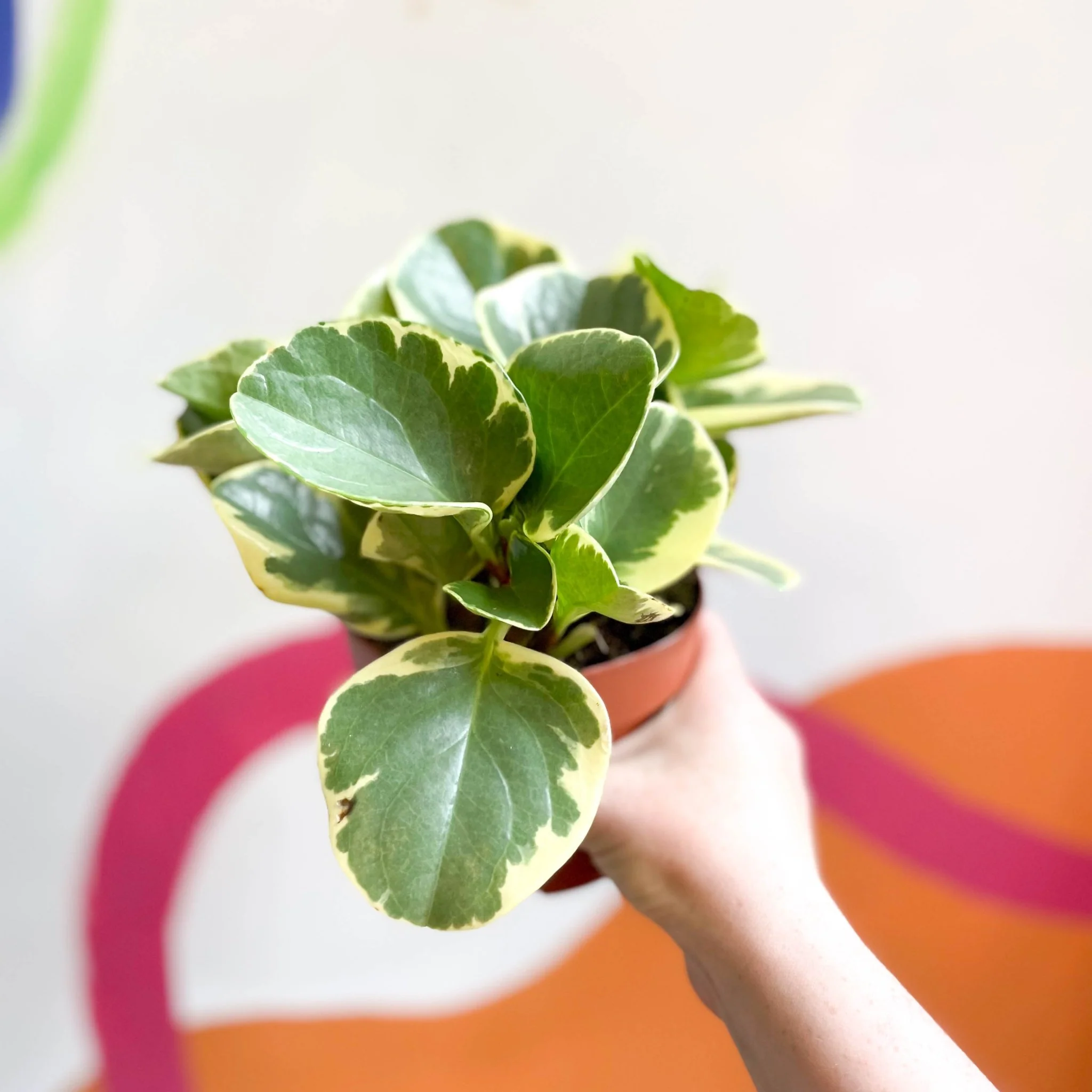 Variegated Baby Rubberplant - Peperomia obtusifolia `Variegata' - Image 5