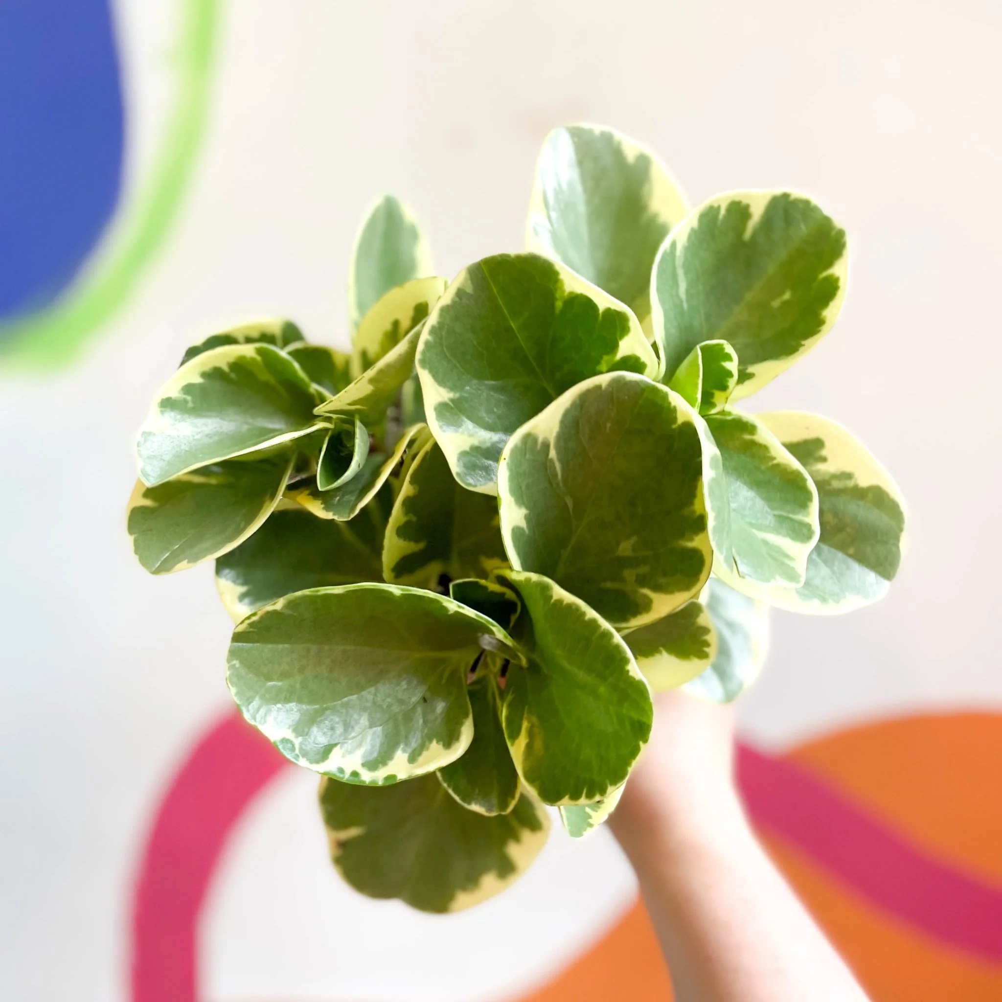 Variegated Baby Rubberplant - Peperomia obtusifolia `Variegata' - Image 6
