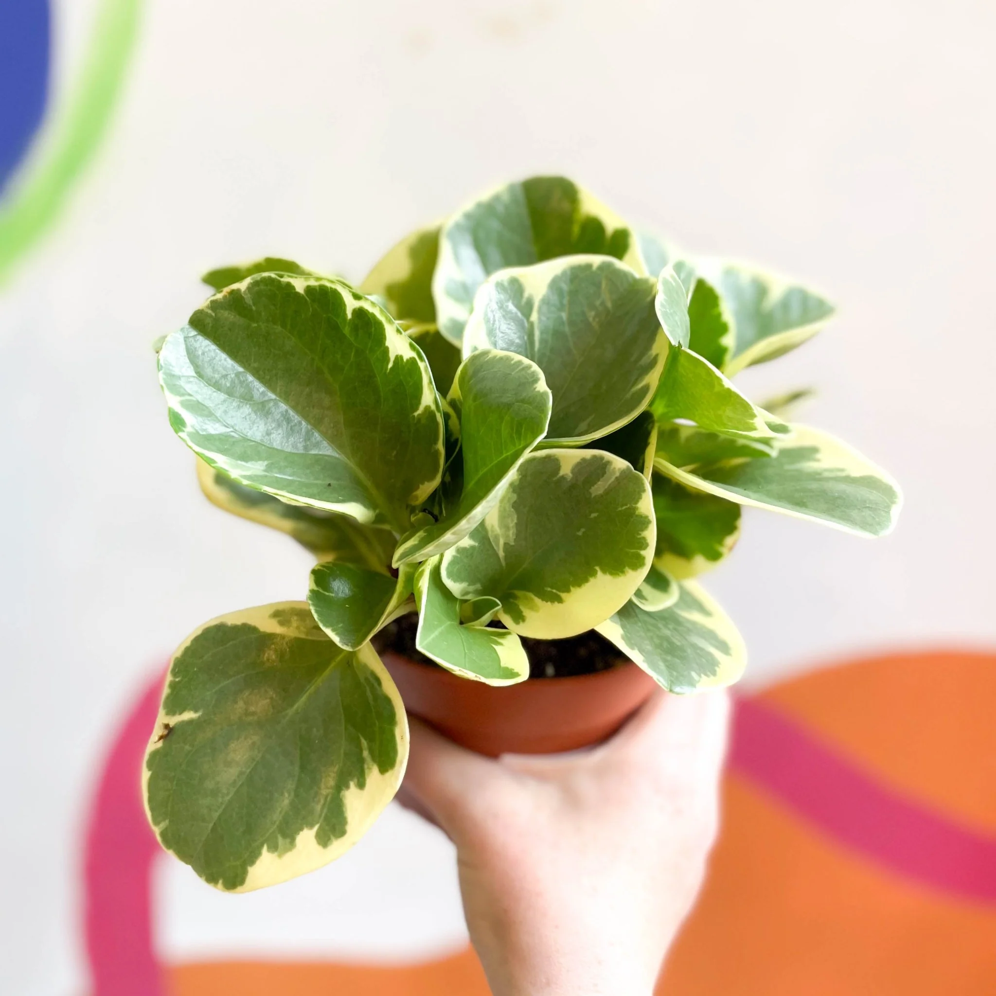 Variegated Baby Rubberplant - Peperomia obtusifolia `Variegata' - Image 7