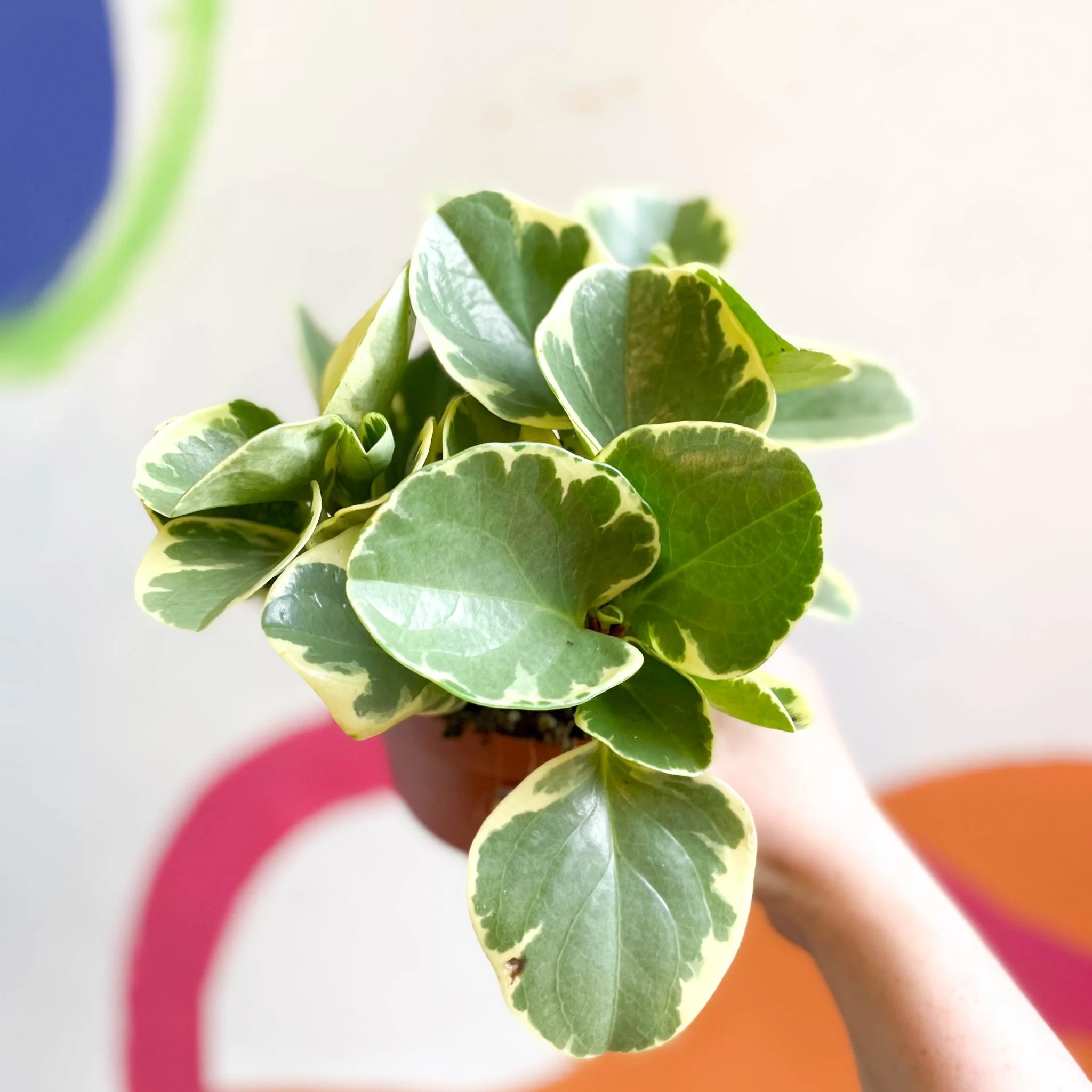 Variegated Baby Rubberplant - Peperomia obtusifolia `Variegata' - Image 8