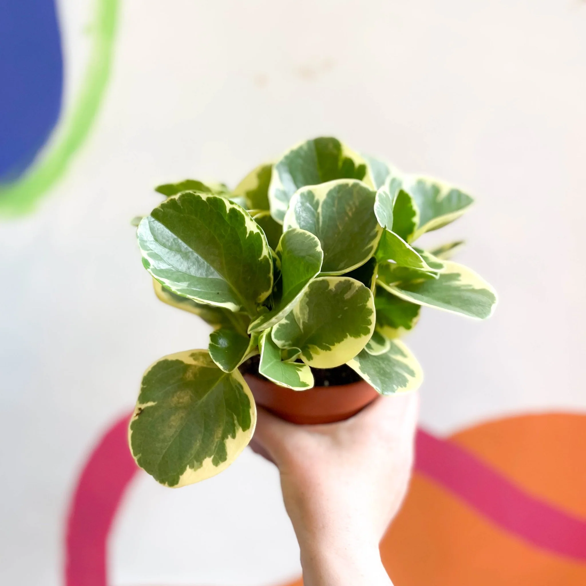 Variegated Baby Rubberplant - Peperomia obtusifolia `Variegata' - Image 9