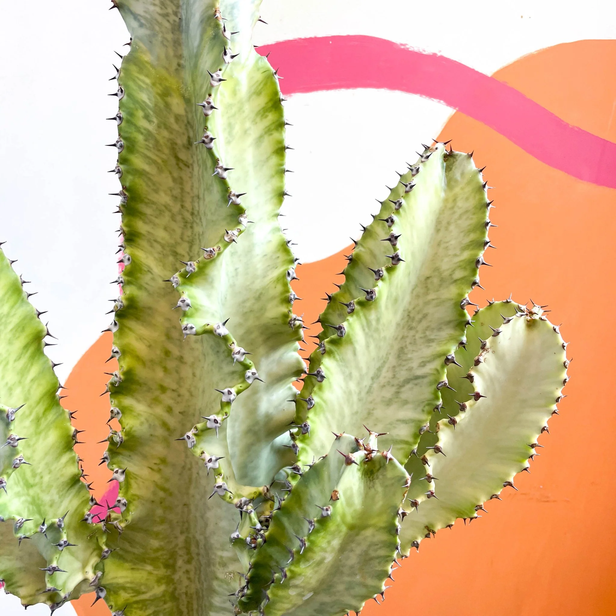 Euphorbia erythraeae variegata - Variegated Candelabra Cactus - Image 2