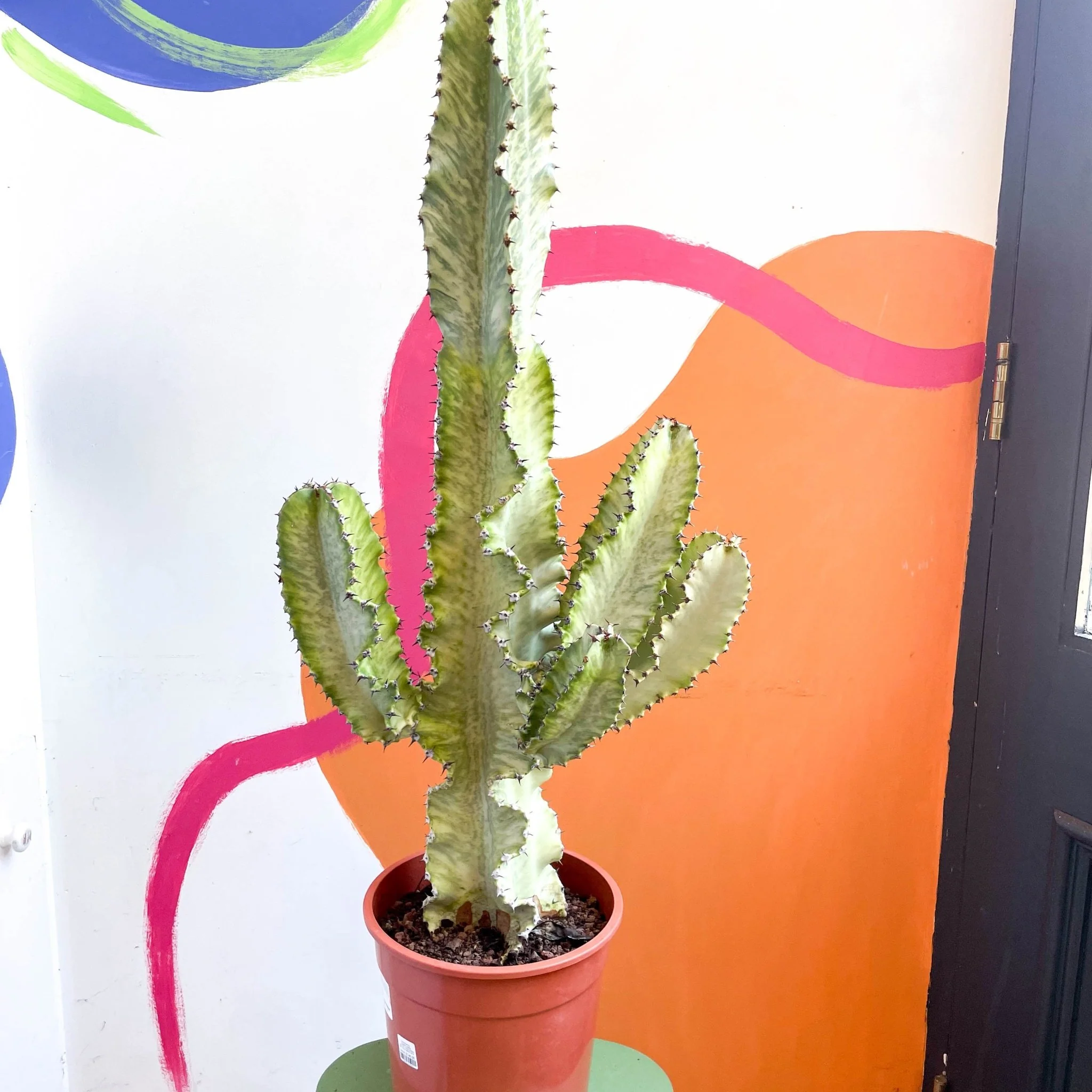 Euphorbia erythraeae variegata - Variegated Candelabra Cactus - Image 4