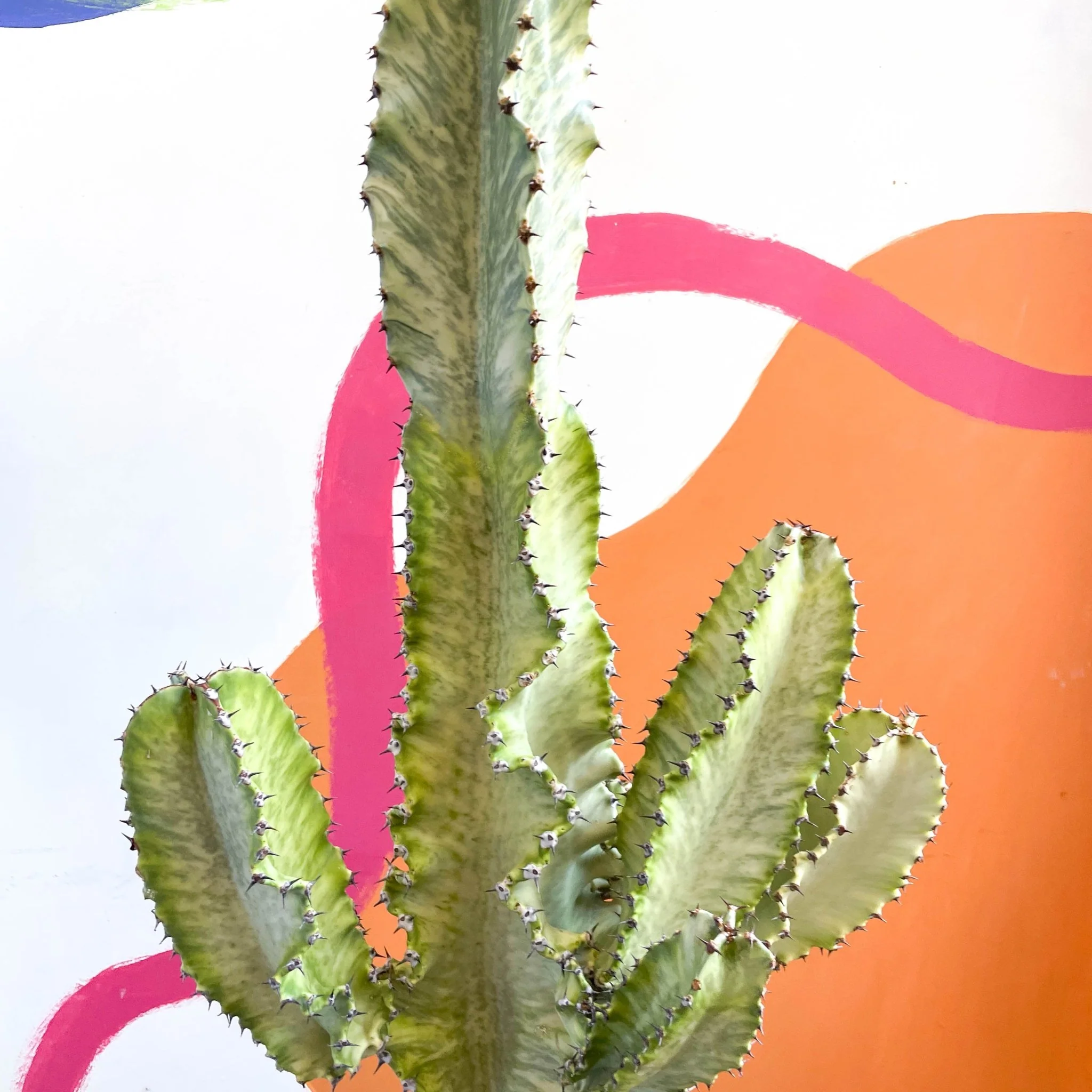 Euphorbia erythraeae variegata - Variegated Candelabra Cactus - Image 5