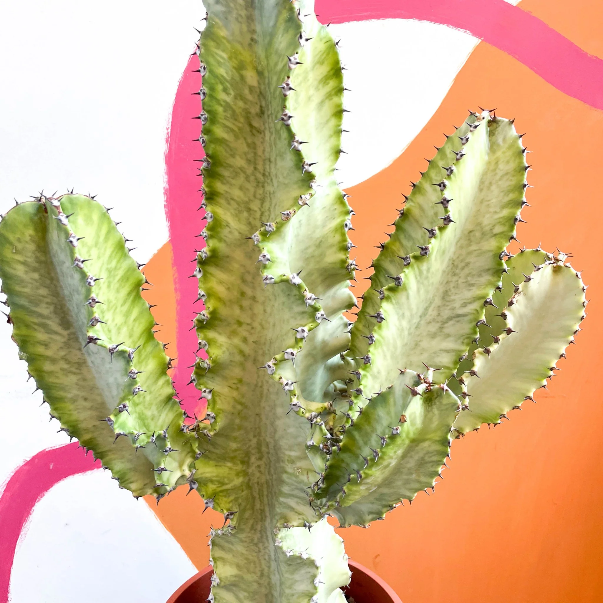 Euphorbia erythraeae variegata - Variegated Candelabra Cactus - Image 6