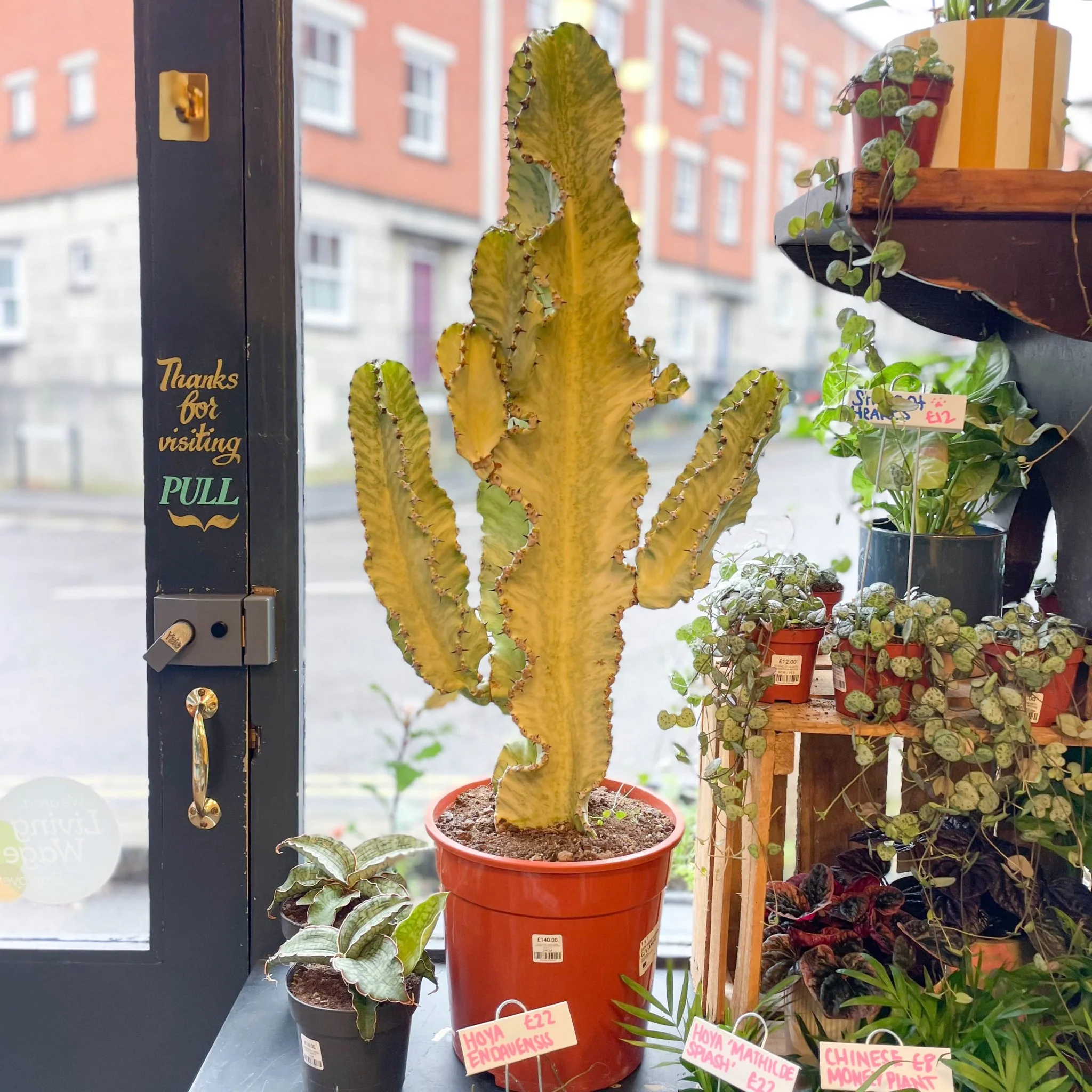 Euphorbia erythraeae variegata - Variegated Candelabra Cactus - Image 7