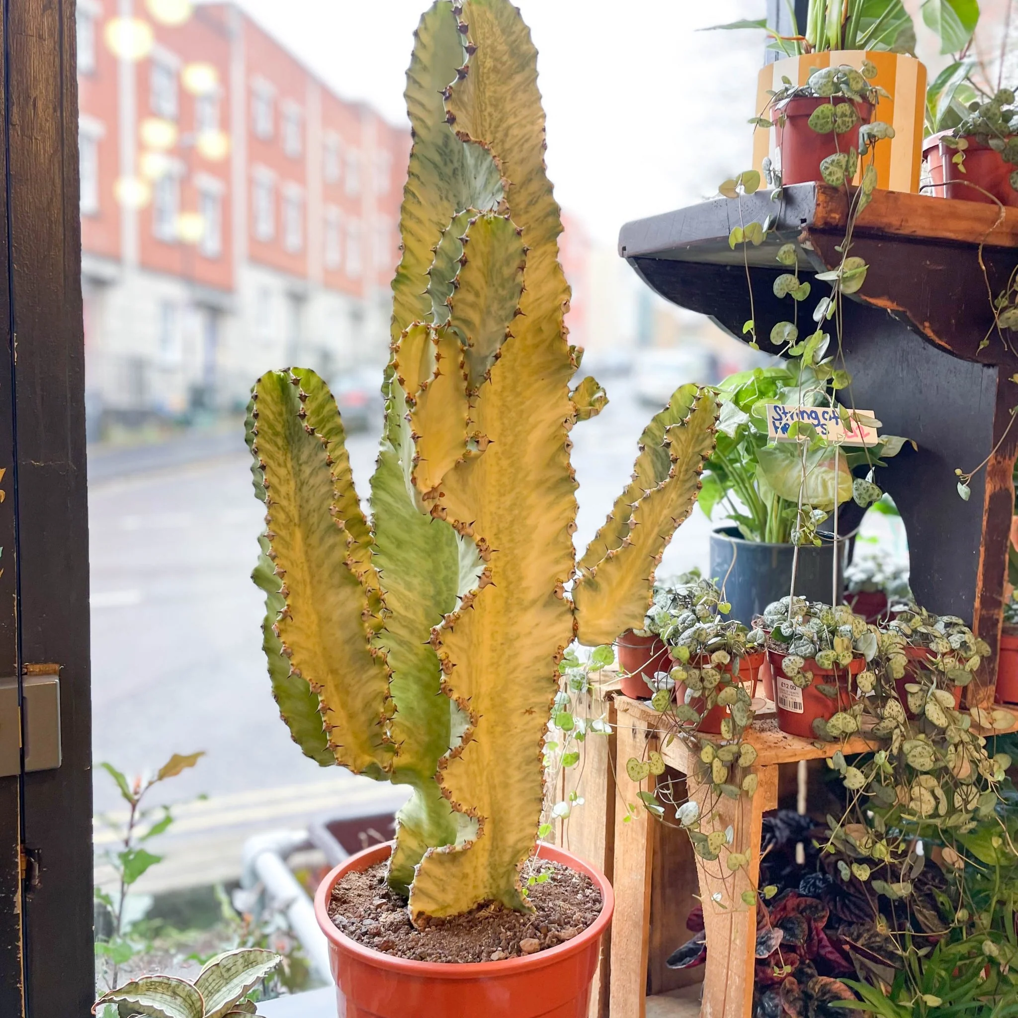 Euphorbia erythraeae variegata - Variegated Candelabra Cactus - Image 8