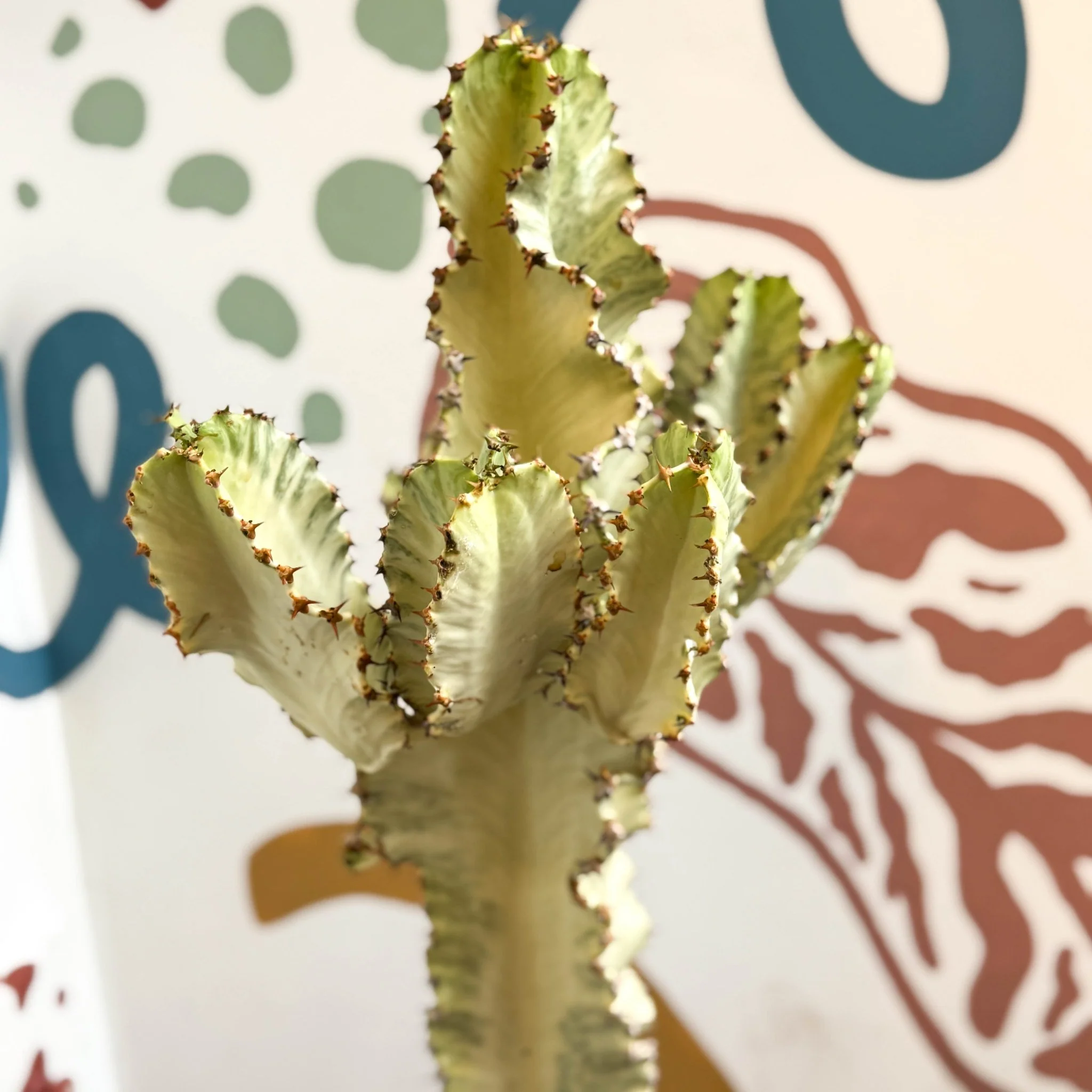 Euphorbia ingens 'Marmorata' - Marbled Candelabra Tree