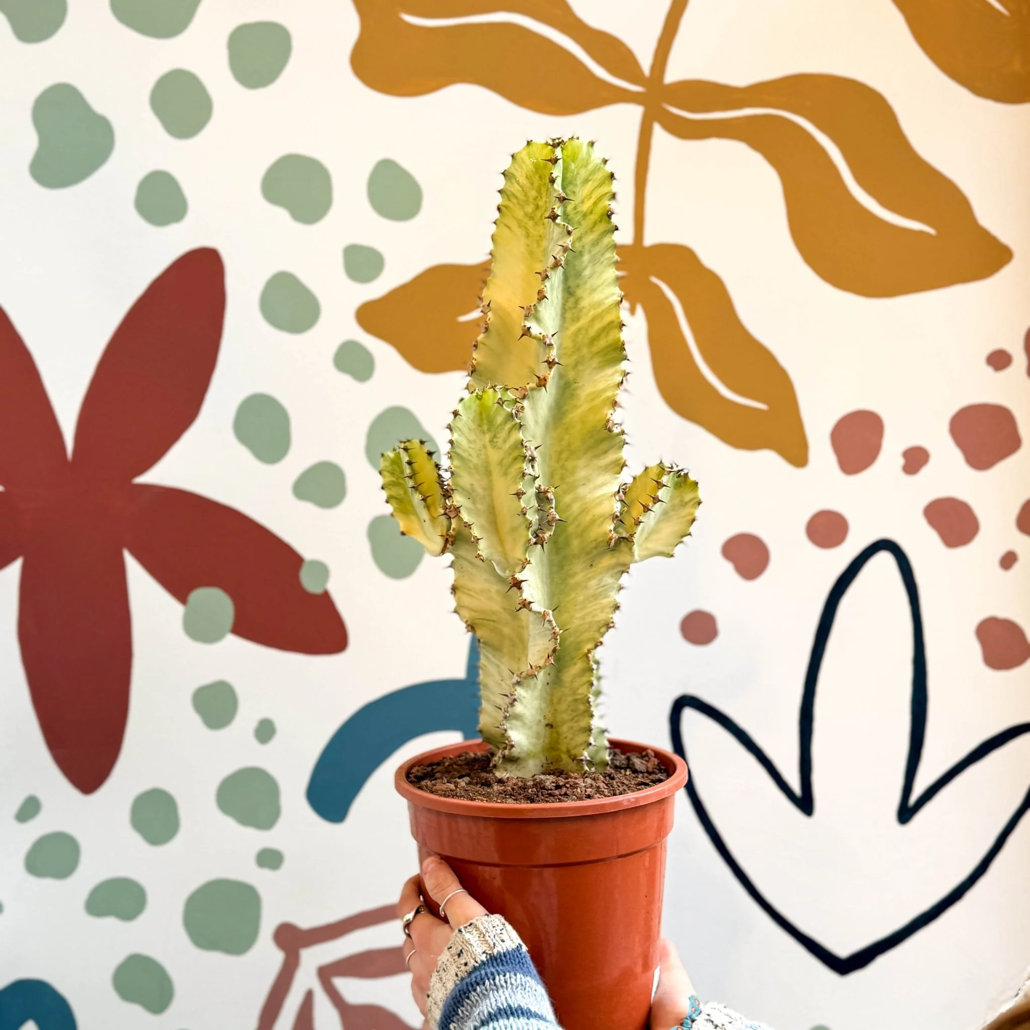Euphorbia ingens 'Marmorata' - Marbled Candelabra Tree - Image 10