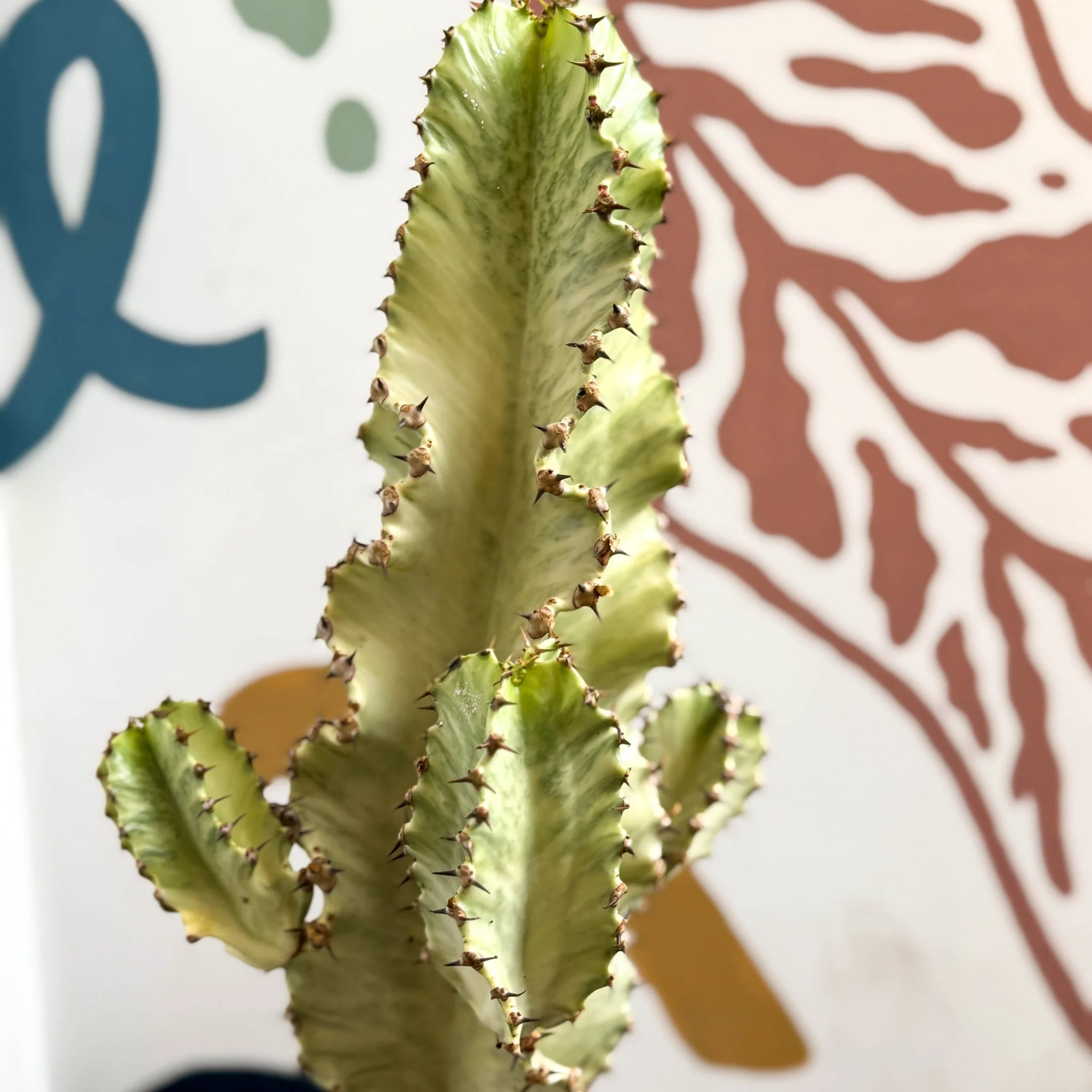 Euphorbia ingens 'Marmorata' - Marbled Candelabra Tree - Image 11