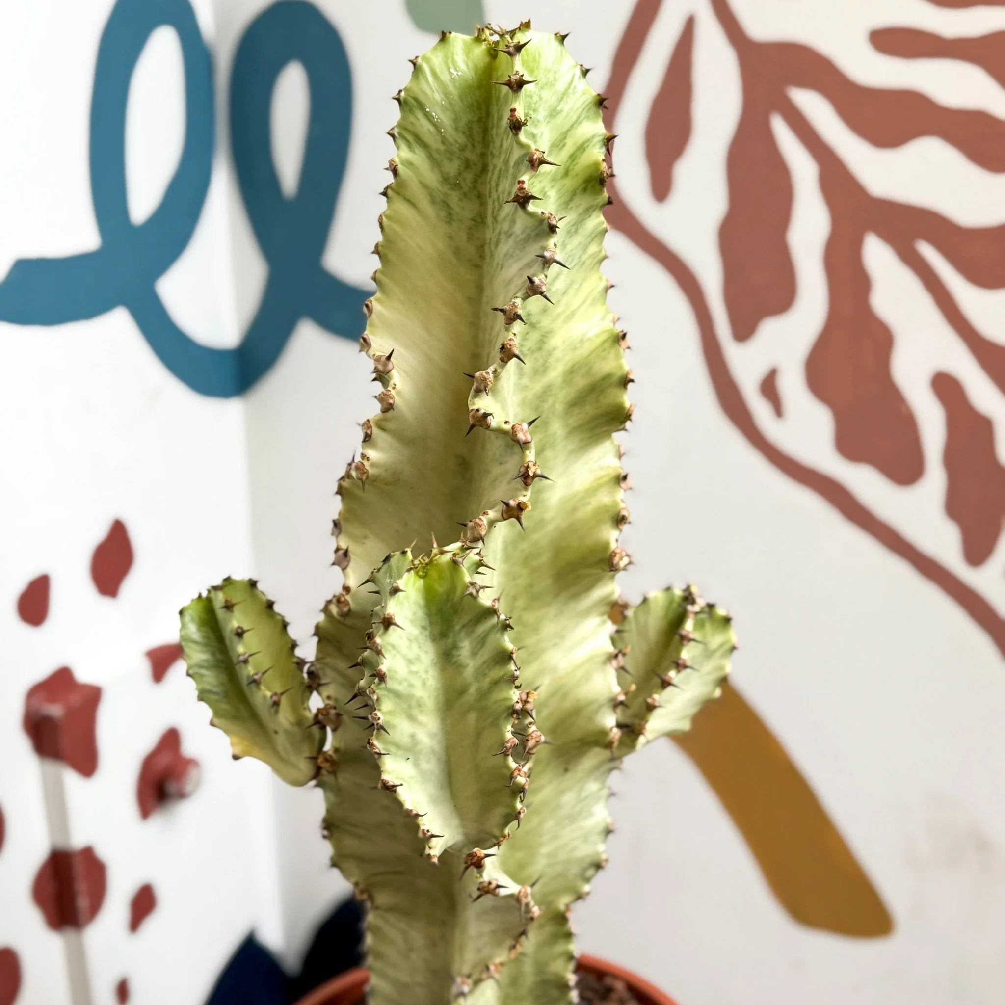 Euphorbia ingens 'Marmorata' - Marbled Candelabra Tree - Image 12