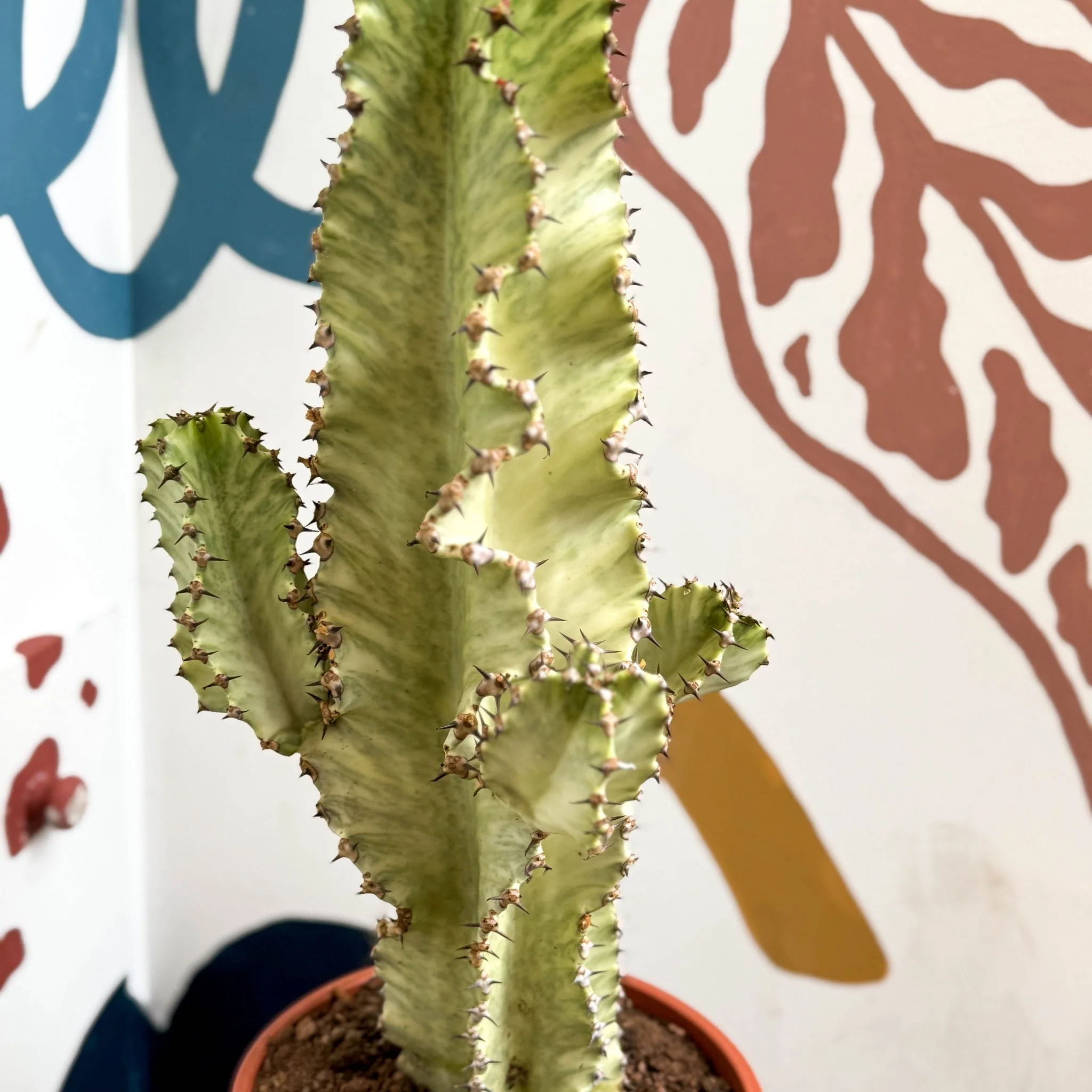 Euphorbia ingens 'Marmorata' - Marbled Candelabra Tree - Image 13