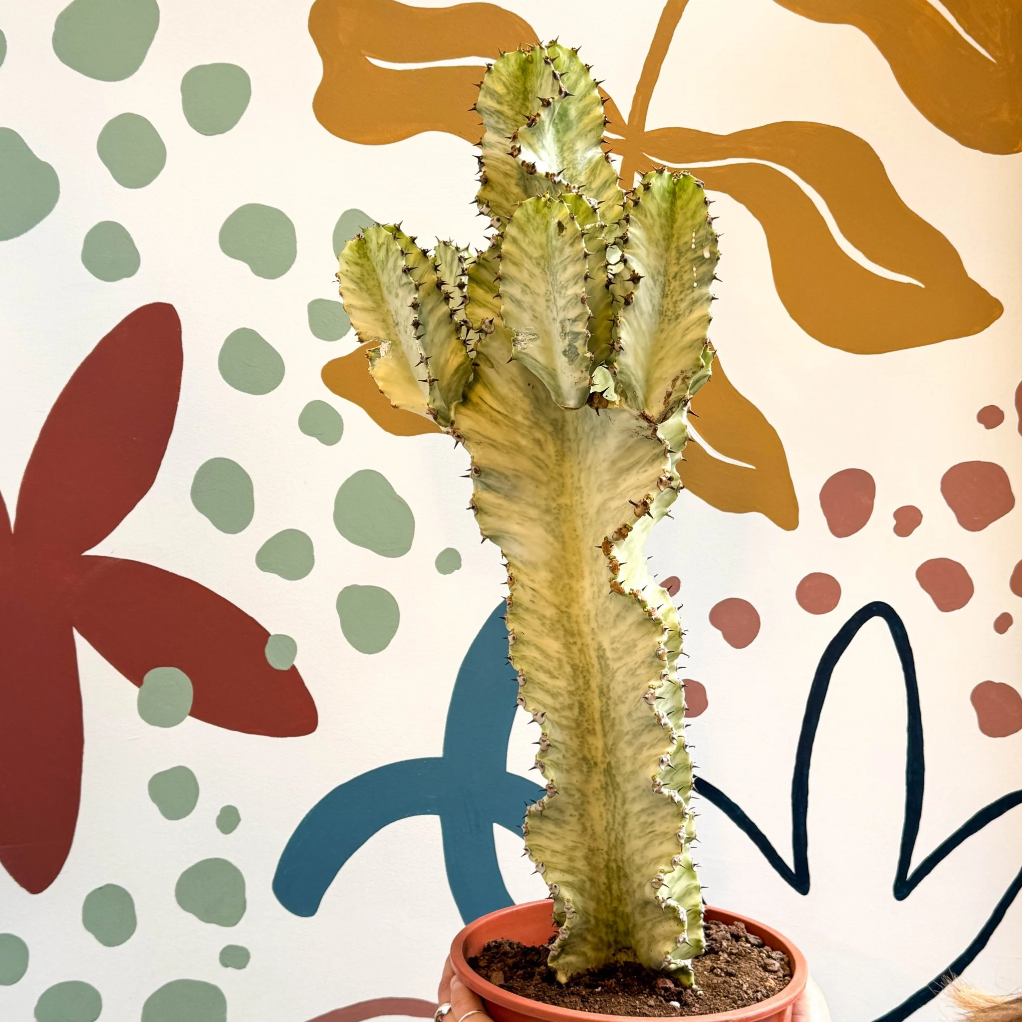 Euphorbia ingens 'Marmorata' - Marbled Candelabra Tree - Image 14