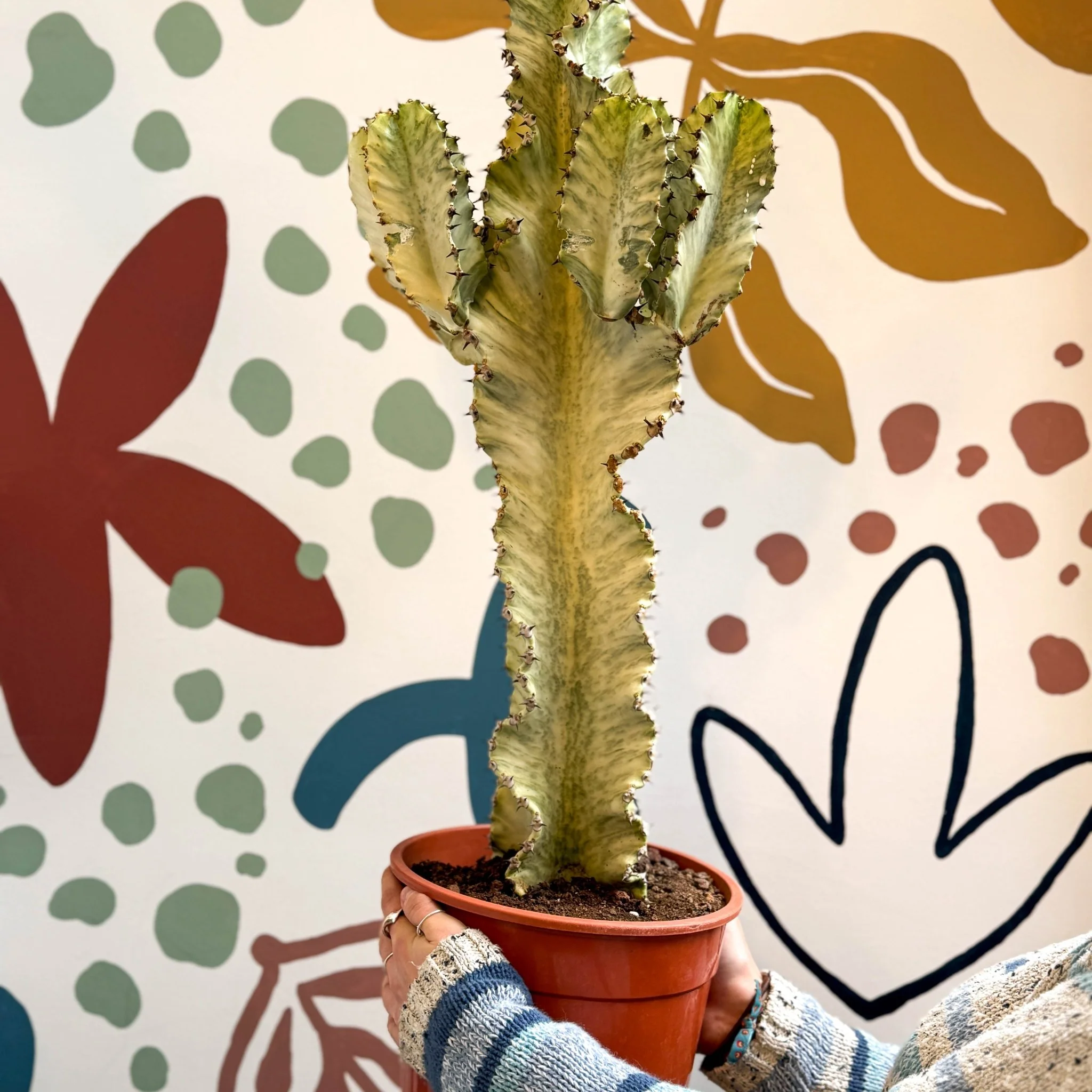 Euphorbia ingens 'Marmorata' - Marbled Candelabra Tree - Image 15
