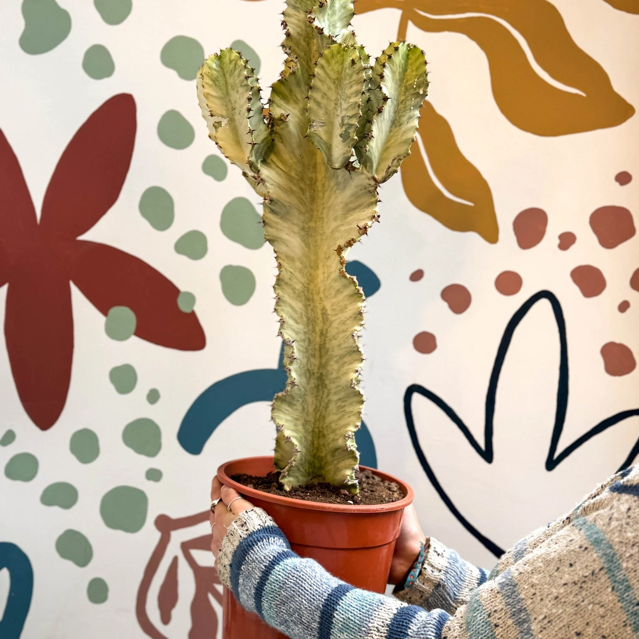 Euphorbia ingens 'Marmorata' - Marbled Candelabra Tree - Image 16