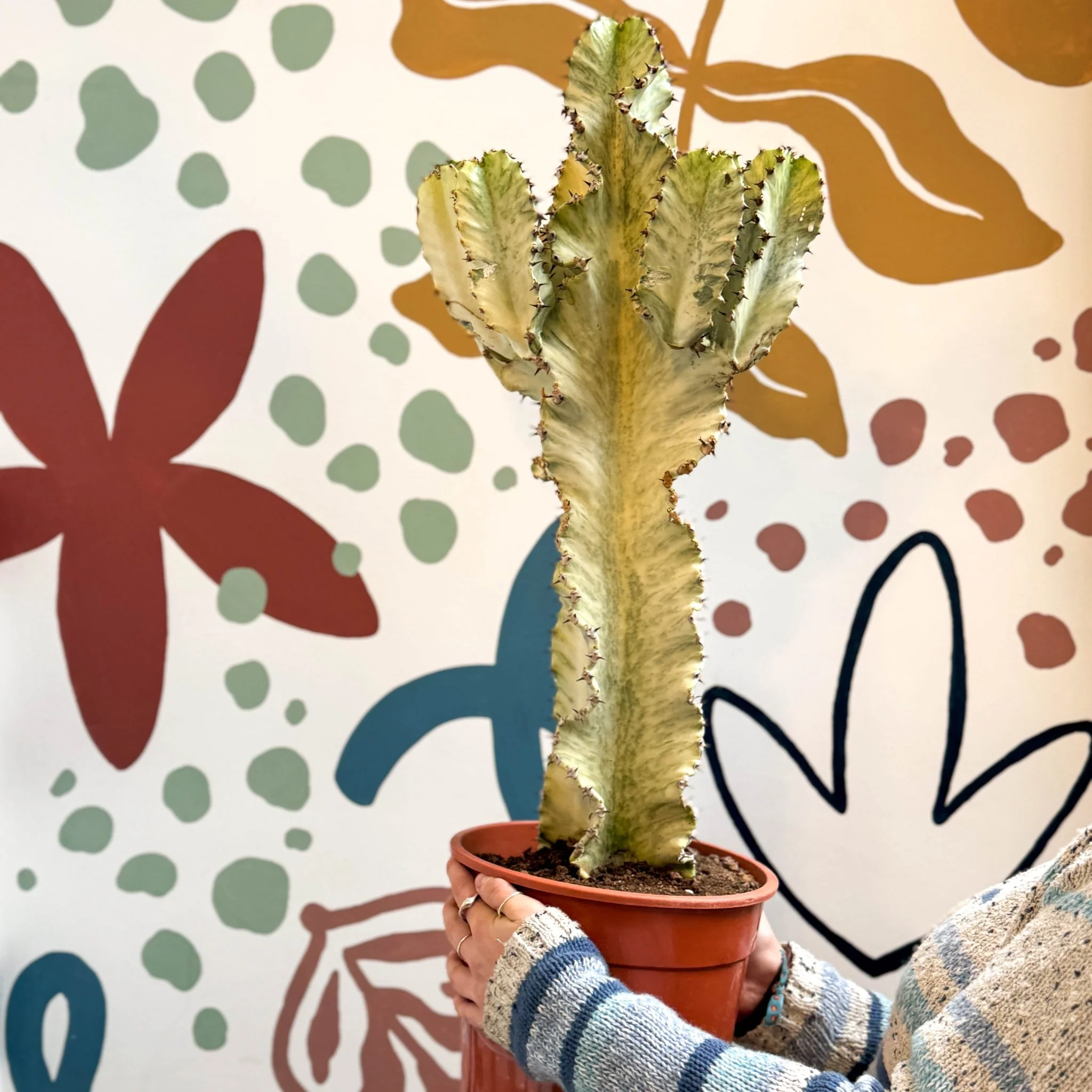 Euphorbia ingens 'Marmorata' - Marbled Candelabra Tree - Image 17