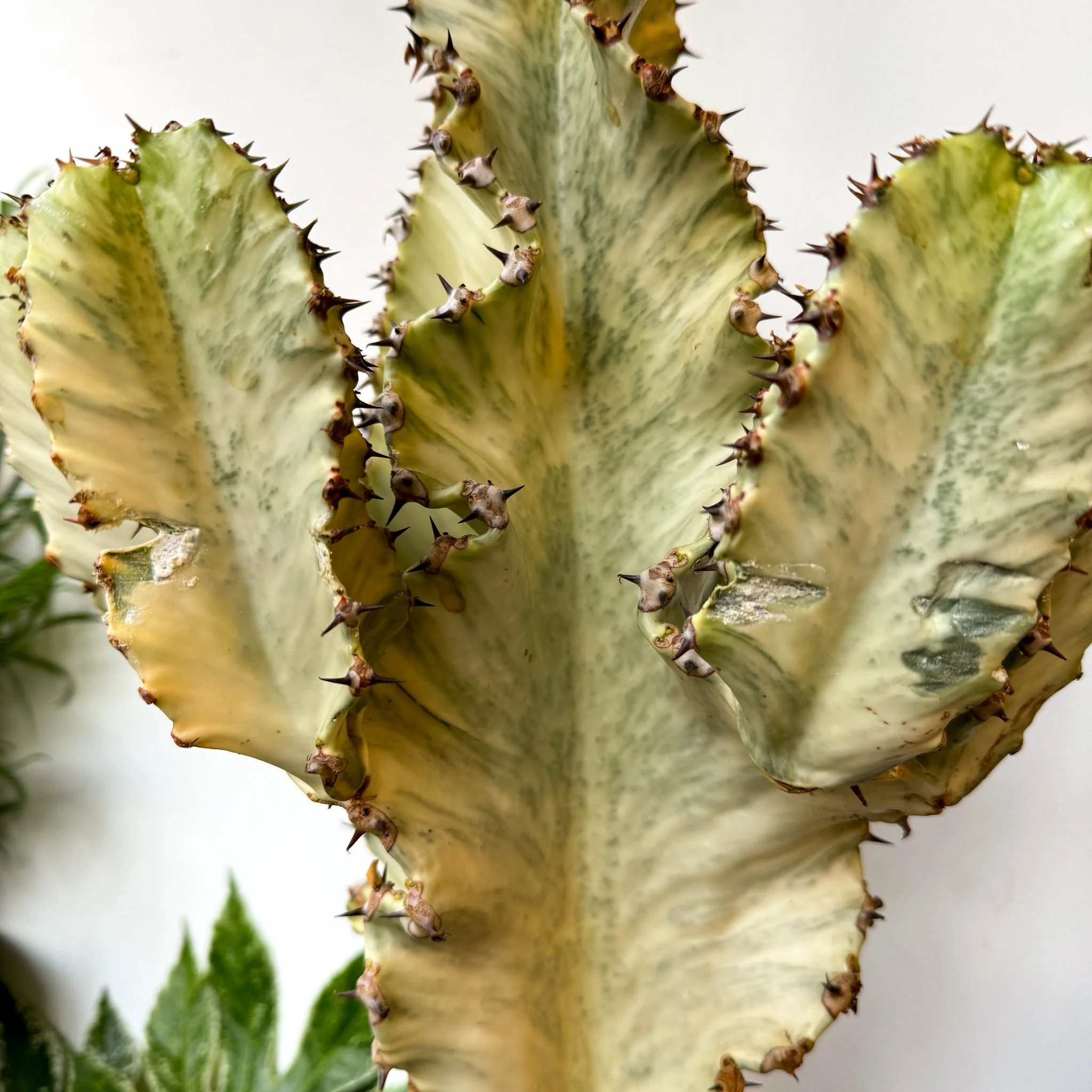 Euphorbia ingens 'Marmorata' - Marbled Candelabra Tree - Image 18
