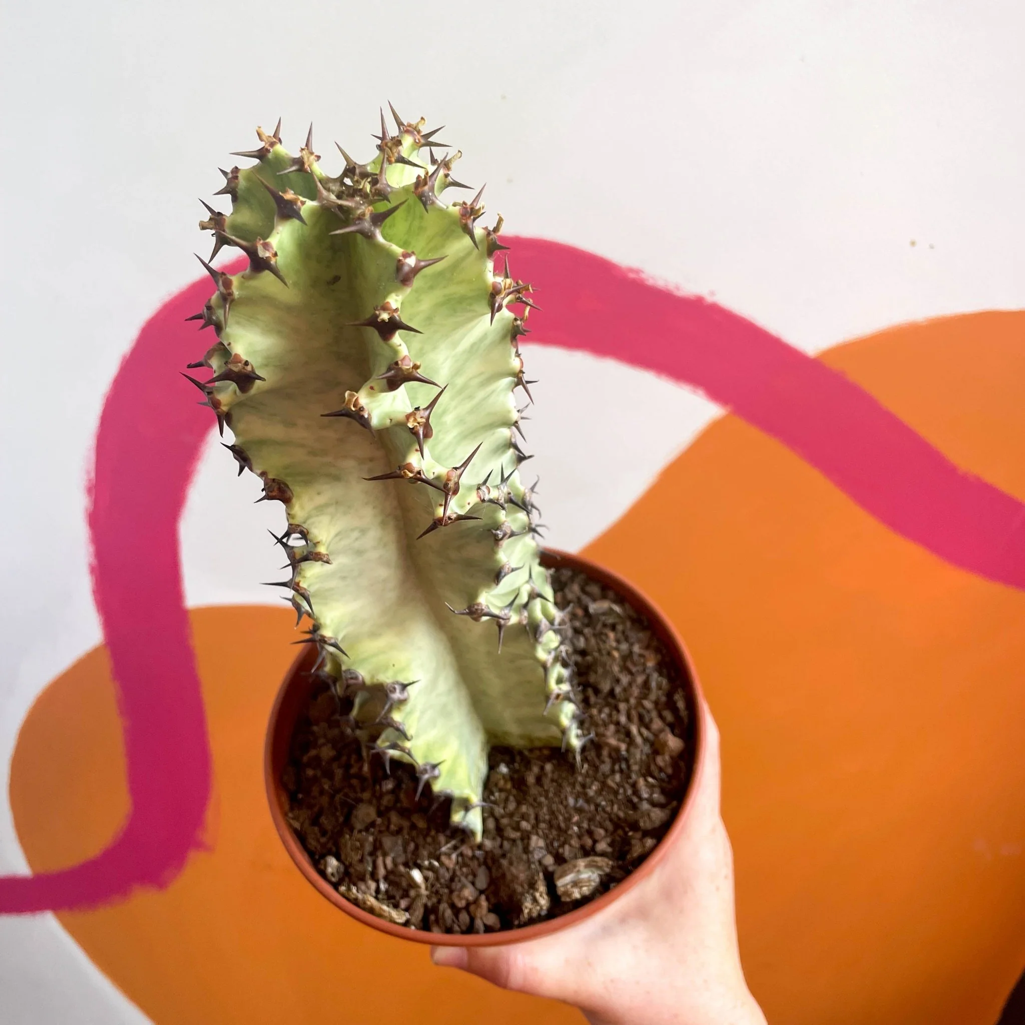 Euphorbia ingens 'Marmorata' - Marbled Candelabra Tree - Image 3