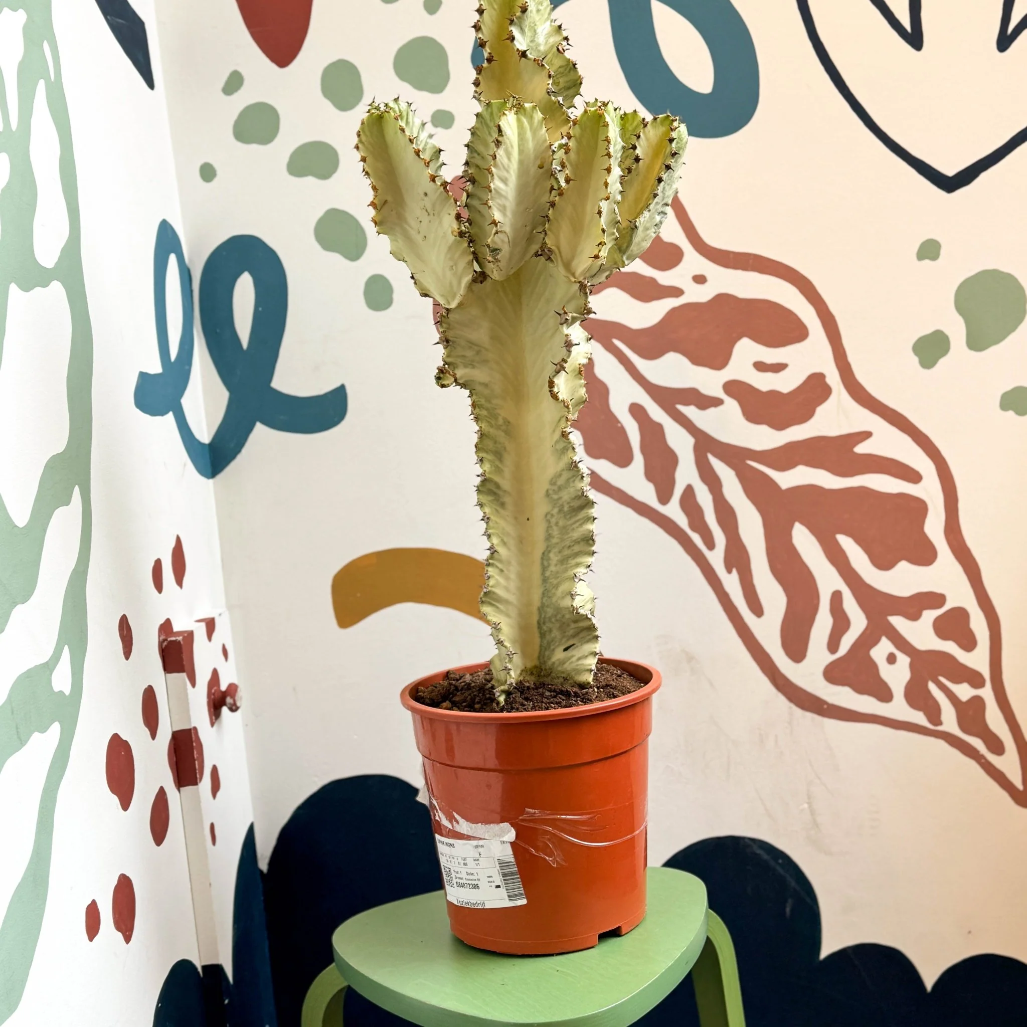 Euphorbia ingens 'Marmorata' - Marbled Candelabra Tree - Image 4