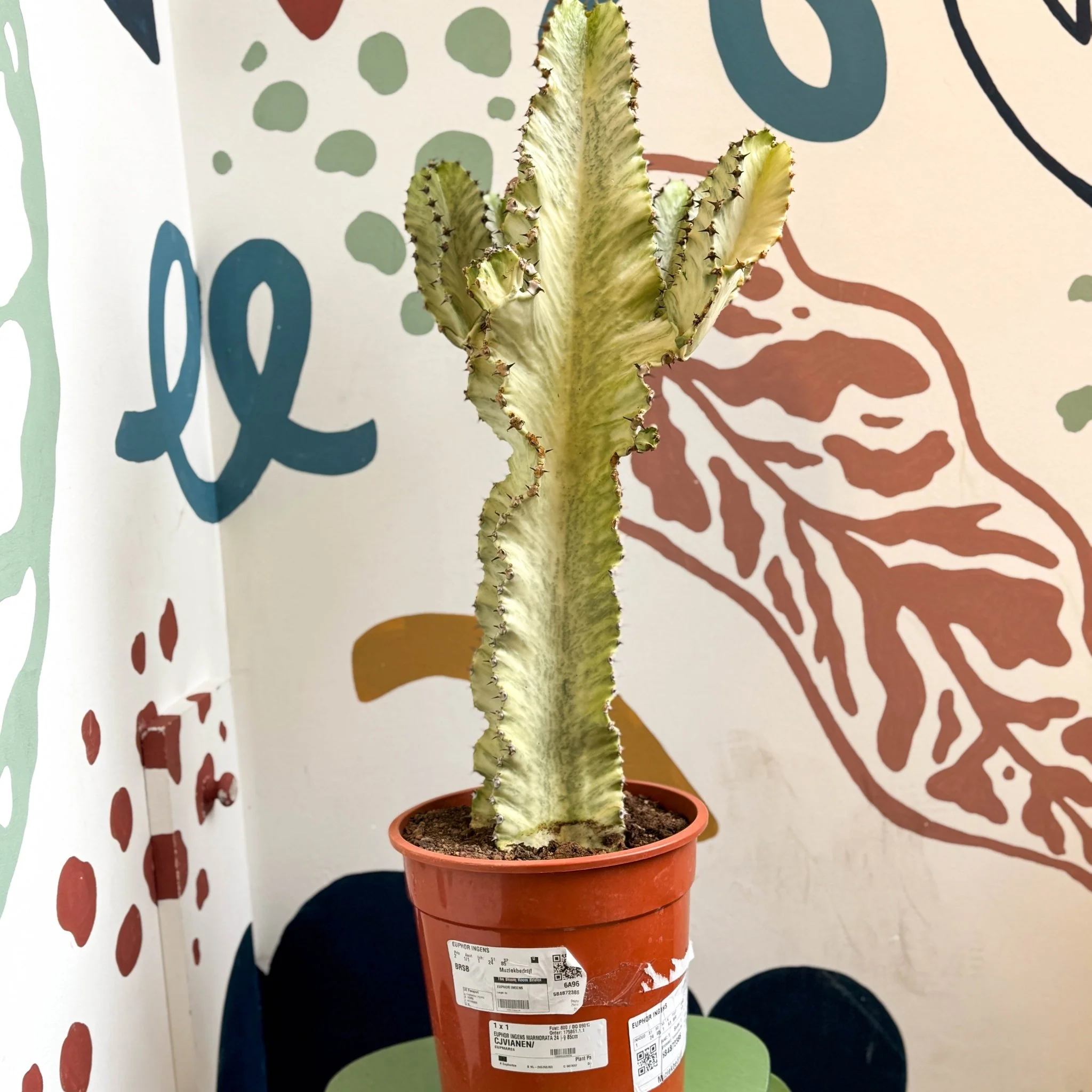 Euphorbia ingens 'Marmorata' - Marbled Candelabra Tree - Image 5