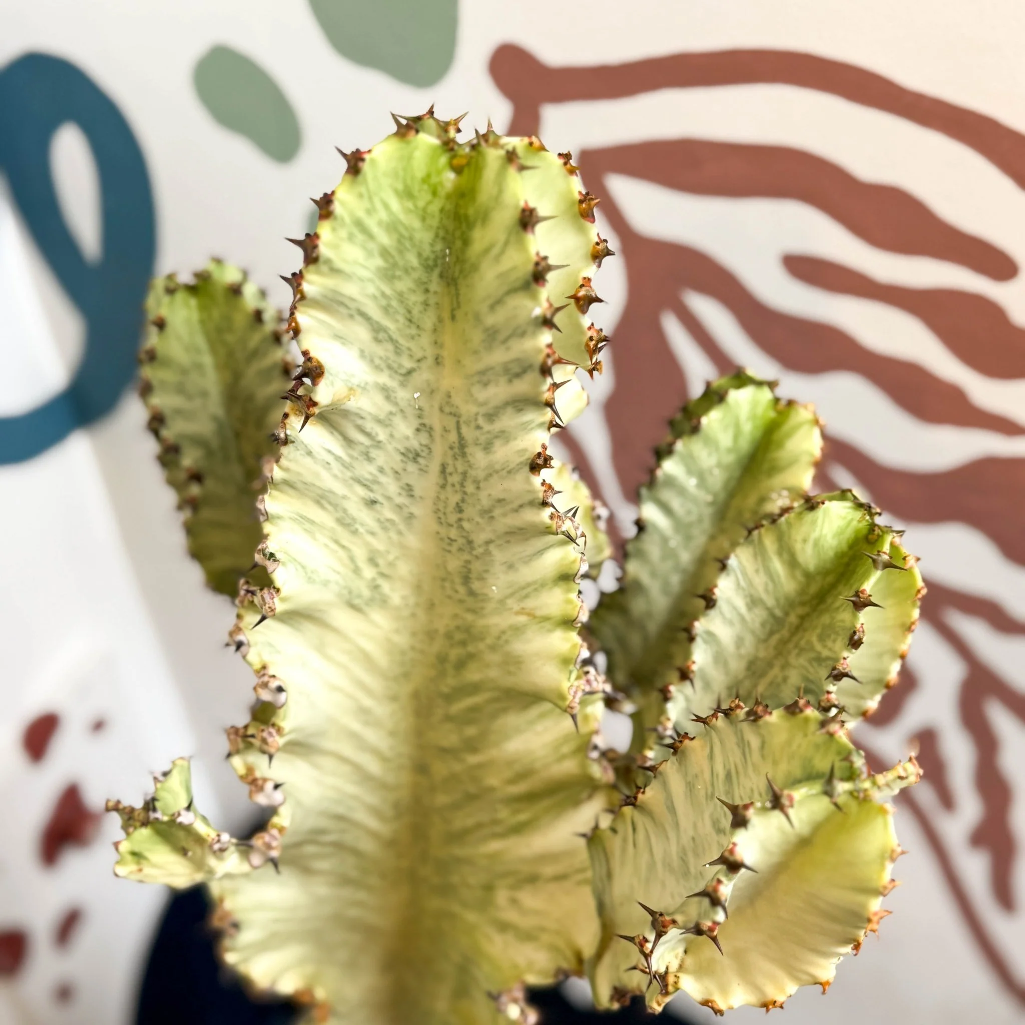 Euphorbia ingens 'Marmorata' - Marbled Candelabra Tree - Image 6