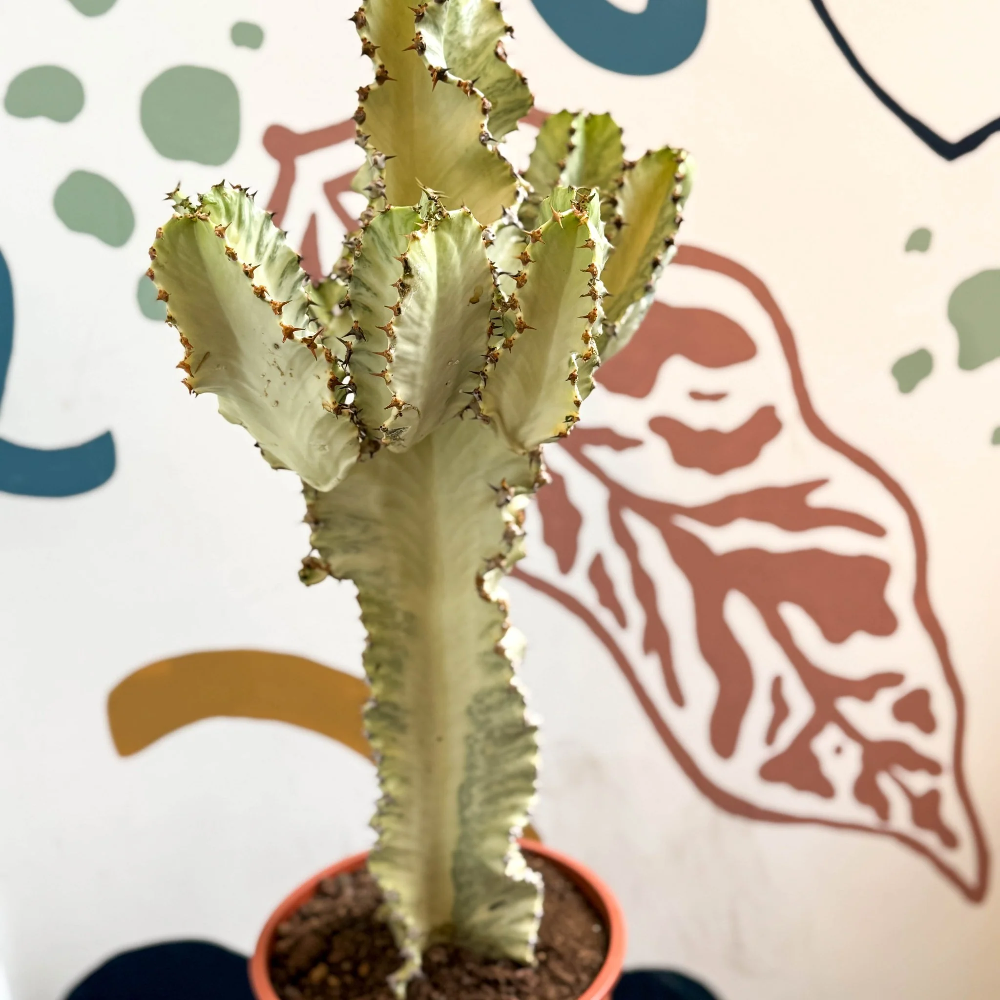 Euphorbia ingens 'Marmorata' - Marbled Candelabra Tree - Image 7