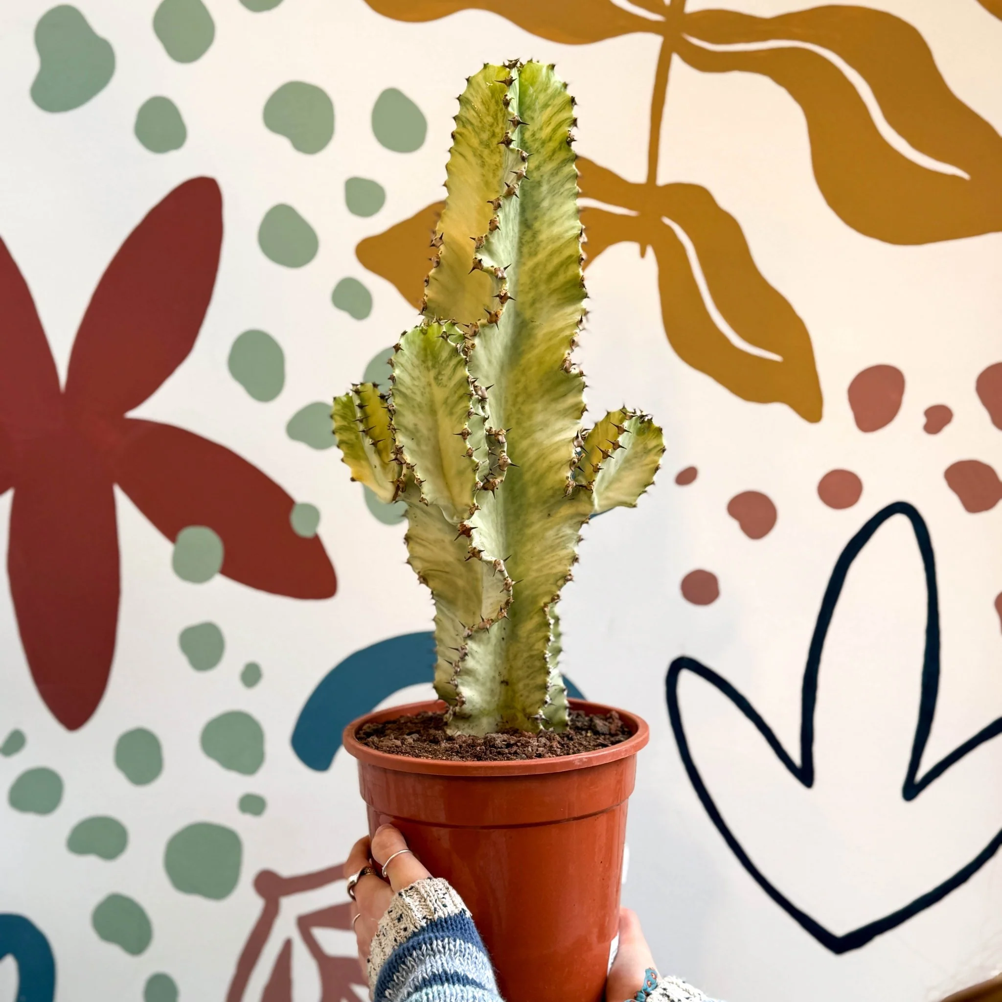 Euphorbia ingens 'Marmorata' - Marbled Candelabra Tree - Image 9