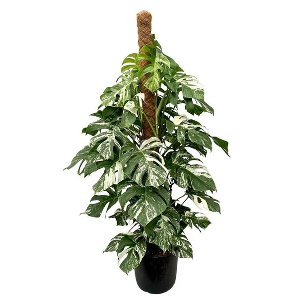 Variegated Cheese Plant - Monstera deliciosa 'Albo' variegata - Image 10