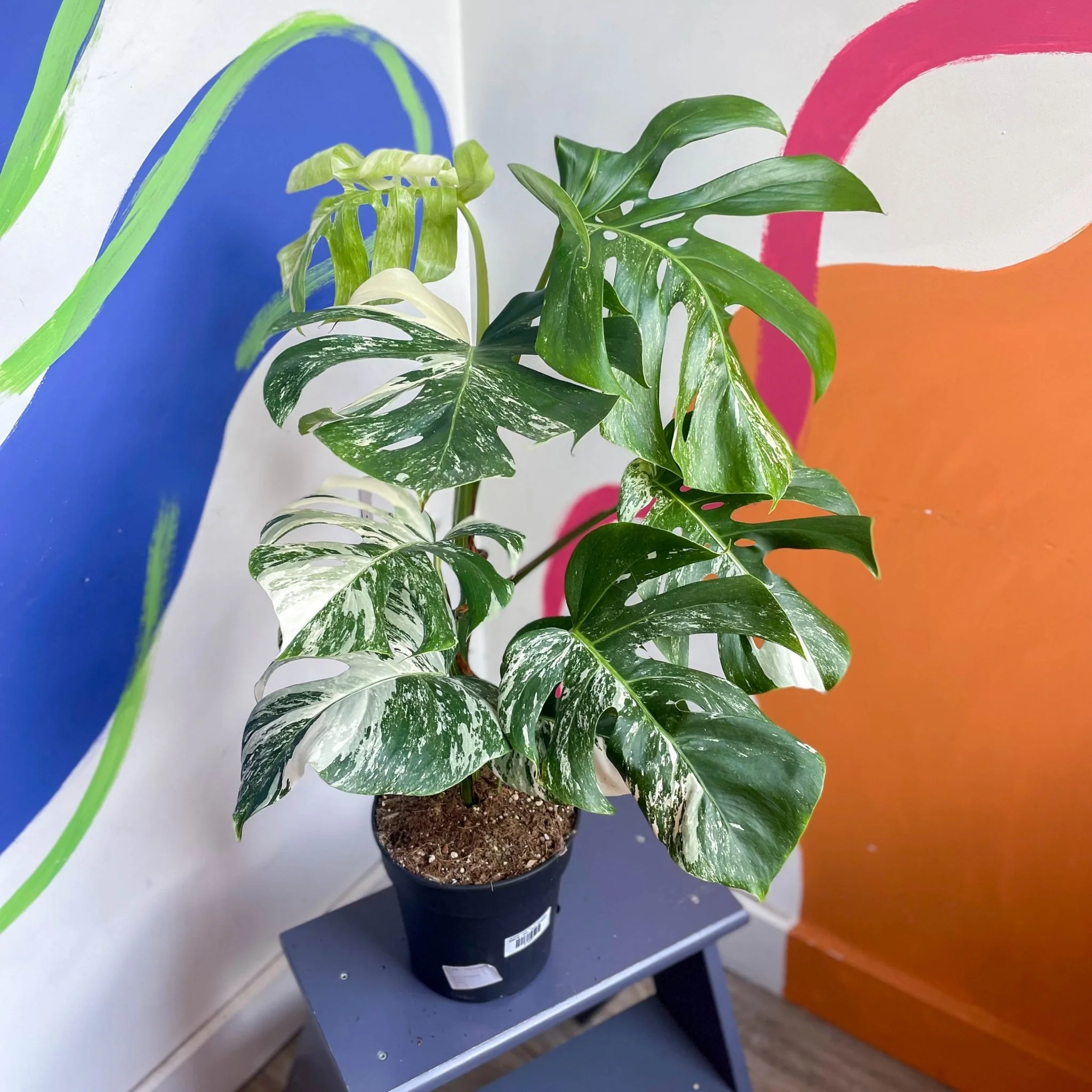 Variegated Cheese Plant - Monstera deliciosa 'Albo' variegata - Image 4