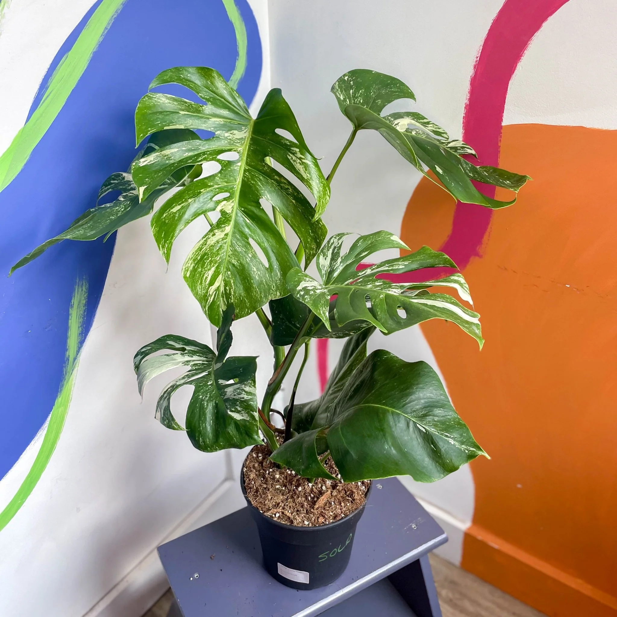 Variegated Cheese Plant - Monstera deliciosa 'Albo' variegata - Image 5