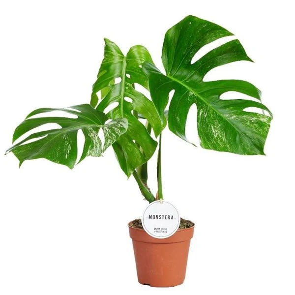 Variegated Cheese Plant - Monstera deliciosa 'Albo' variegata - Image 7