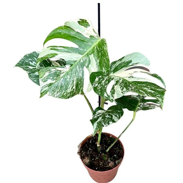 Variegated Cheese Plant - Monstera deliciosa 'Albo' variegata - Image 8
