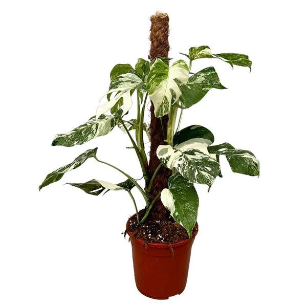 Variegated Cheese Plant - Monstera deliciosa 'Albo' variegata - Image 9