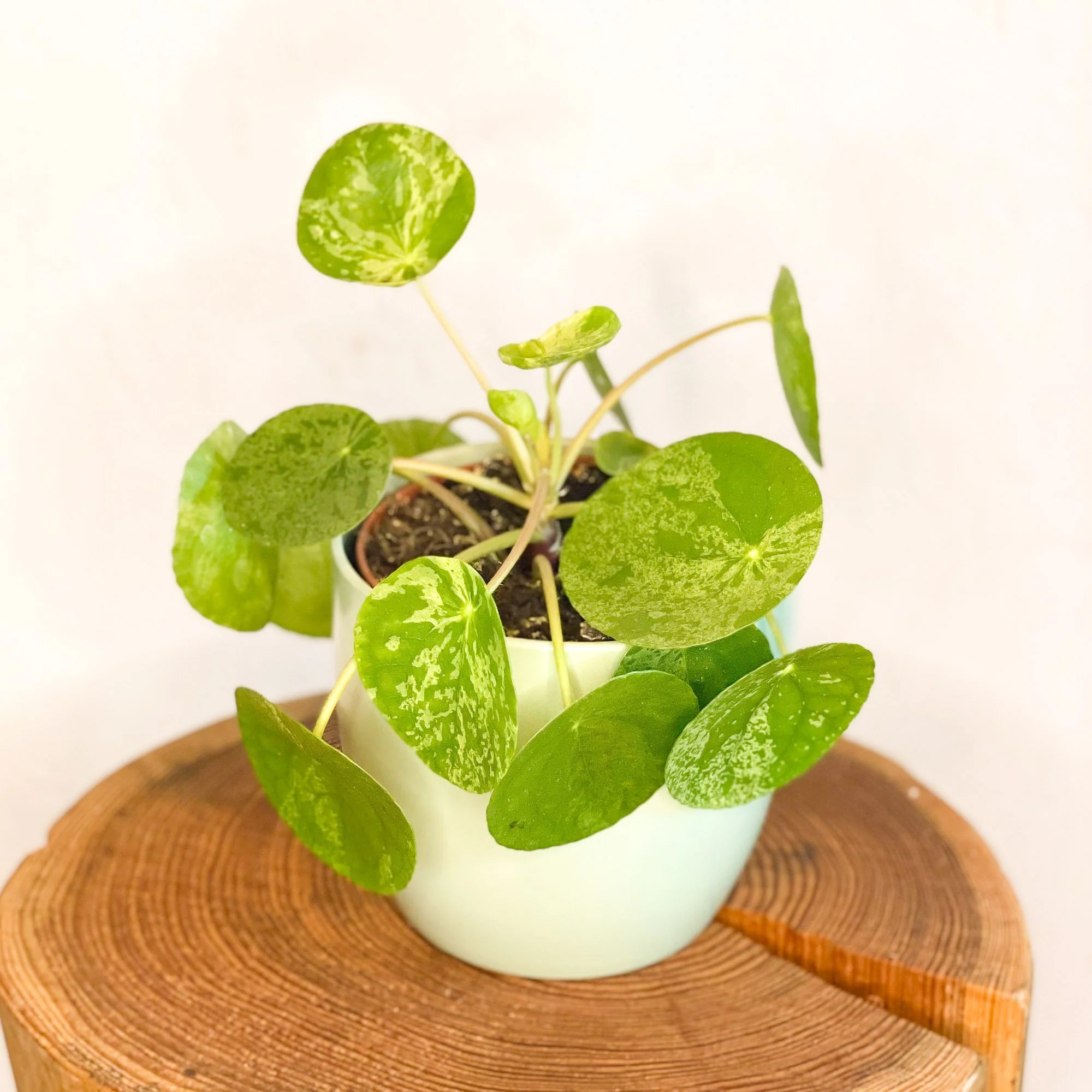 Variegated Chinese Money Leaf - Pilea peperomioides ‘Mojito’