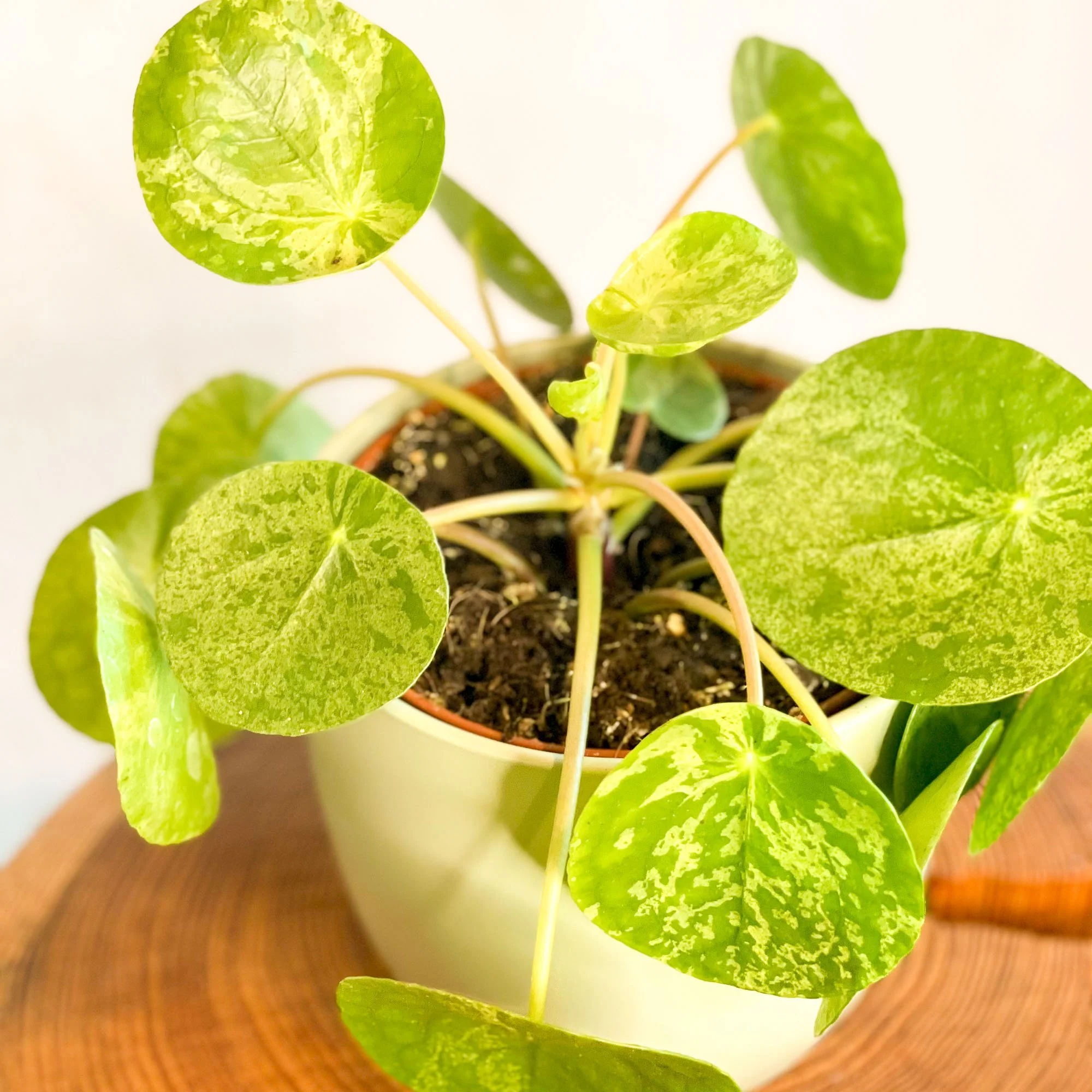 Variegated Chinese Money Leaf - Pilea peperomioides ‘Mojito’ - Image 2