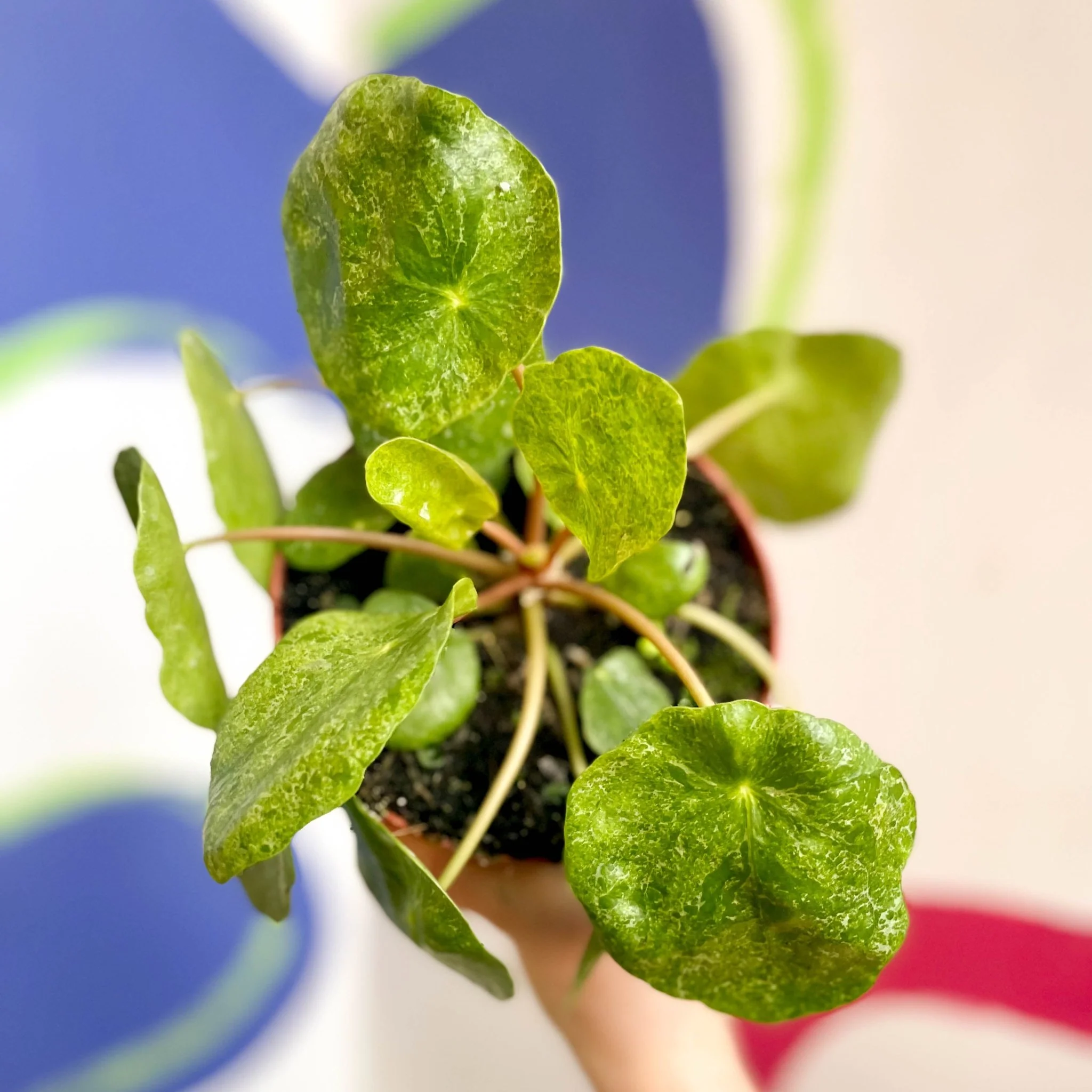 Variegated Chinese Money Leaf - Pilea peperomioides ‘Sugar’