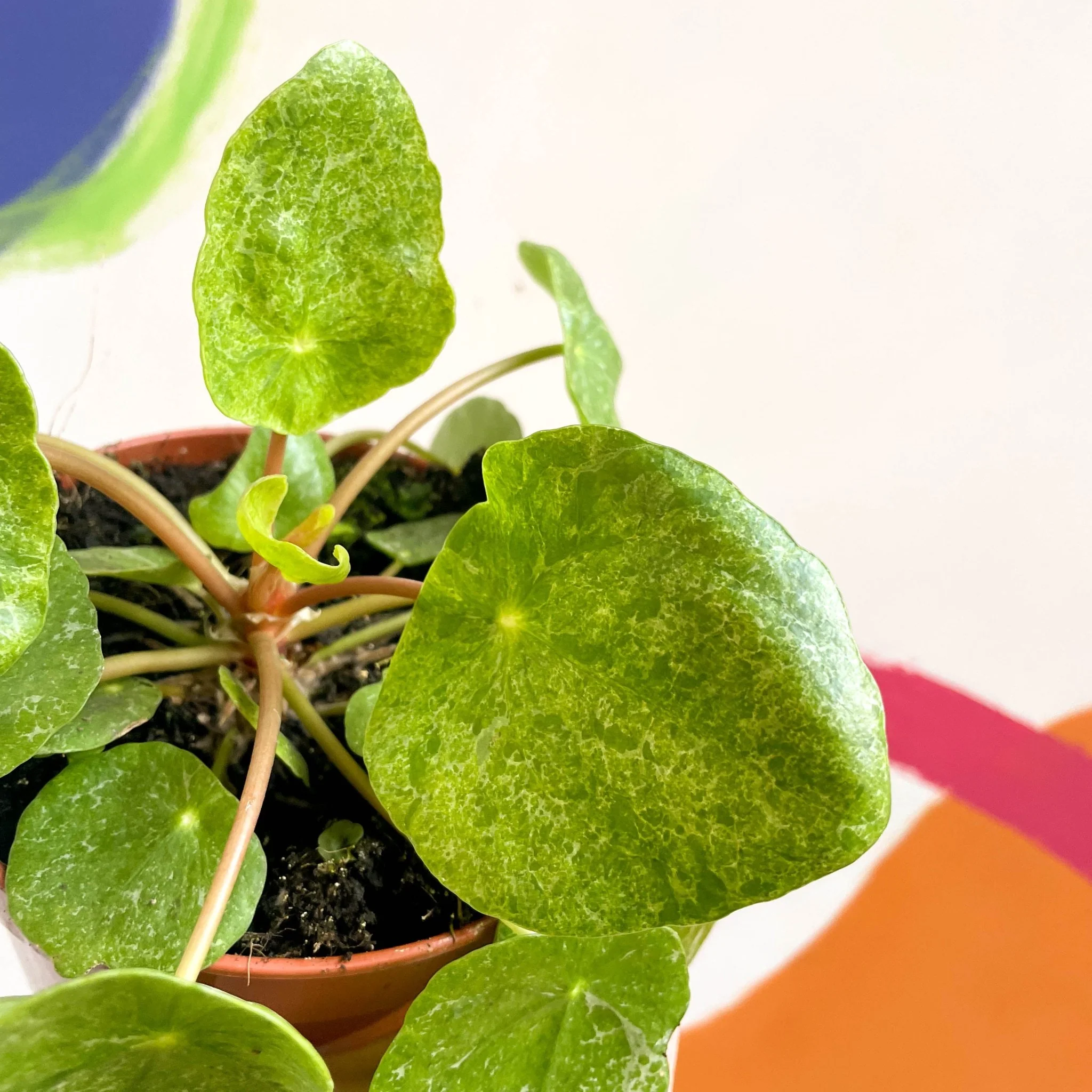 Variegated Chinese Money Leaf - Pilea peperomioides ‘Sugar’ - Image 2