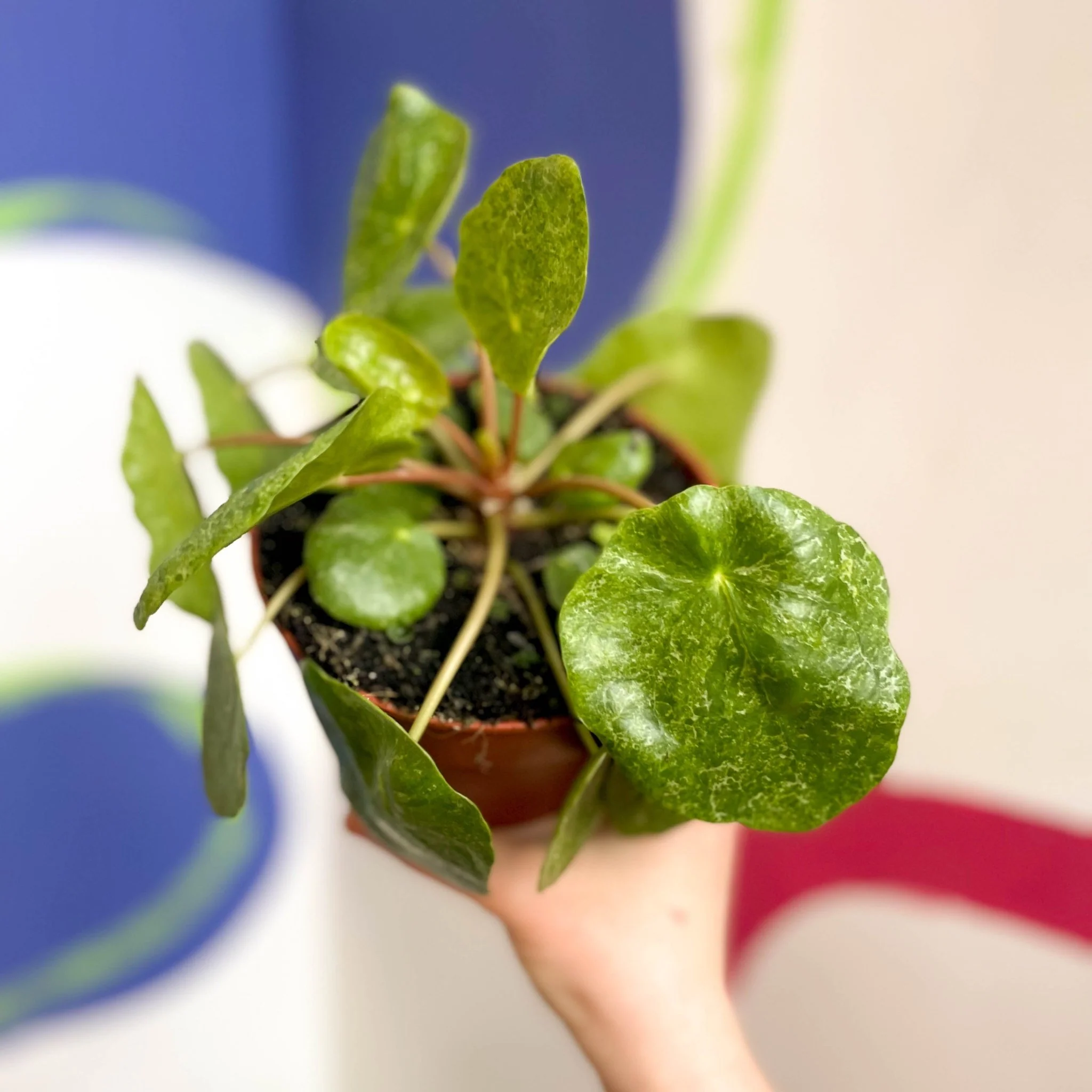 Variegated Chinese Money Leaf - Pilea peperomioides ‘Sugar’ - Image 3