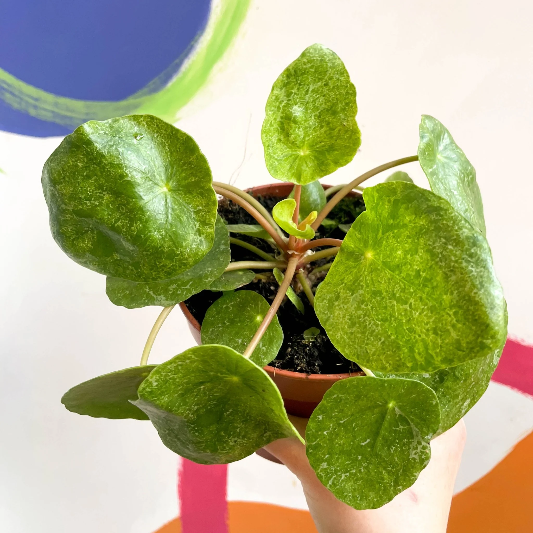 Variegated Chinese Money Leaf - Pilea peperomioides ‘Sugar’ - Image 4