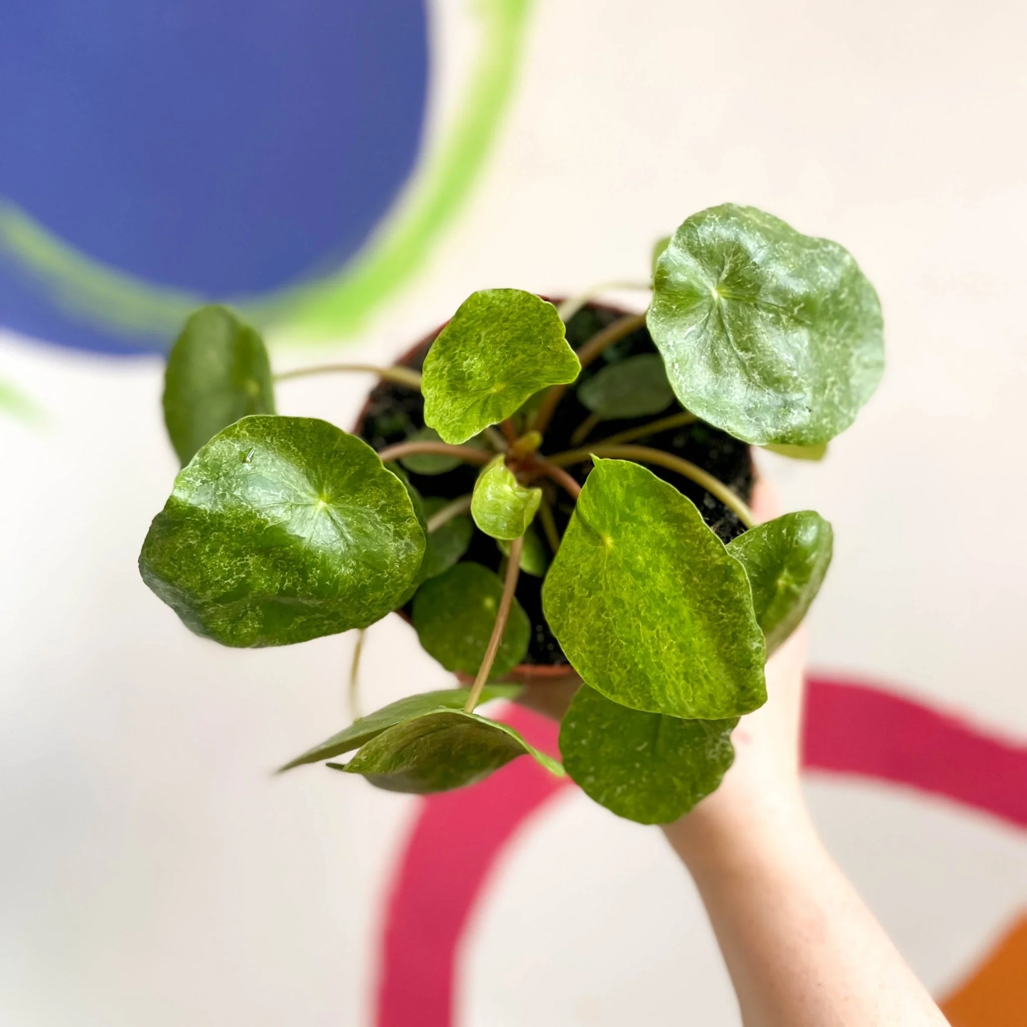 Variegated Chinese Money Leaf - Pilea peperomioides ‘Sugar’ - Image 5