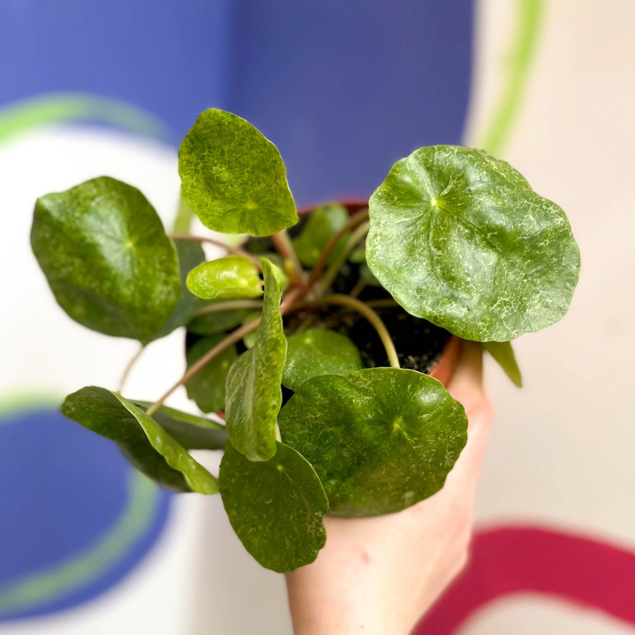 Variegated Chinese Money Leaf - Pilea peperomioides ‘Sugar’ - Image 6